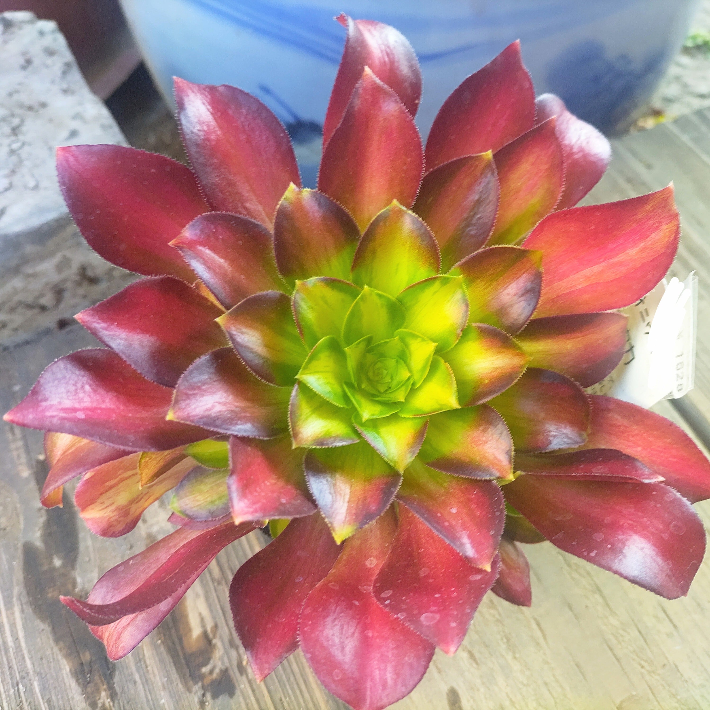 アエオニウム | RuPo 多肉植物専門店