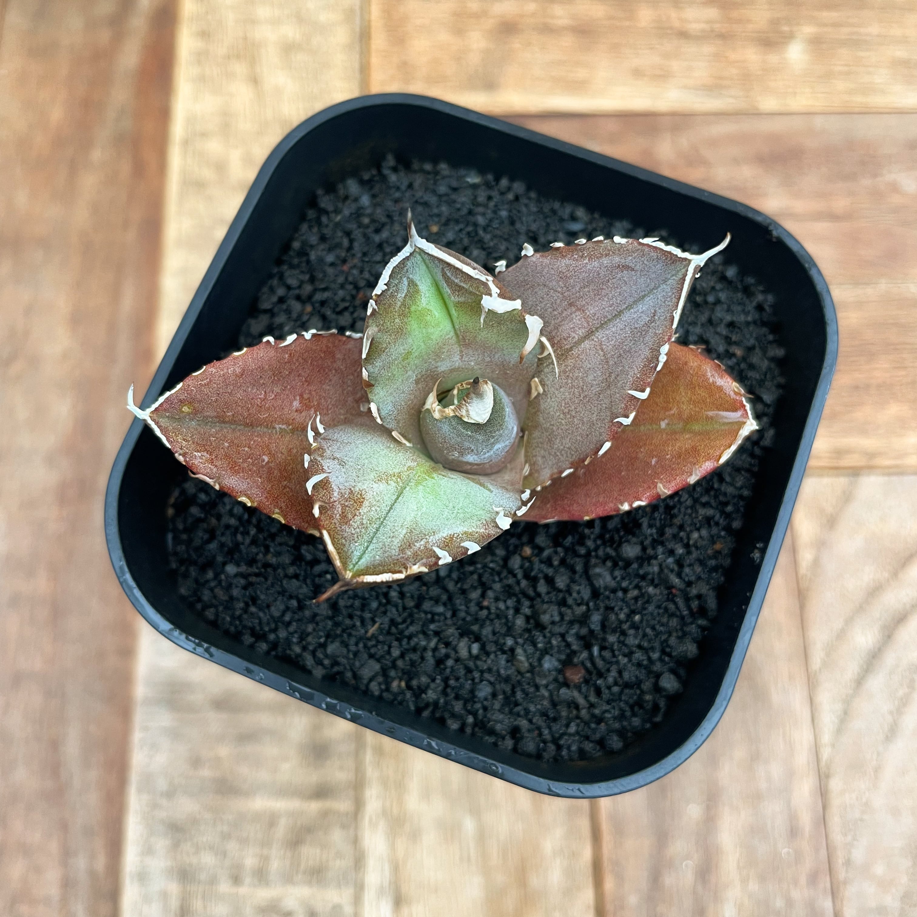 Agave titanota 