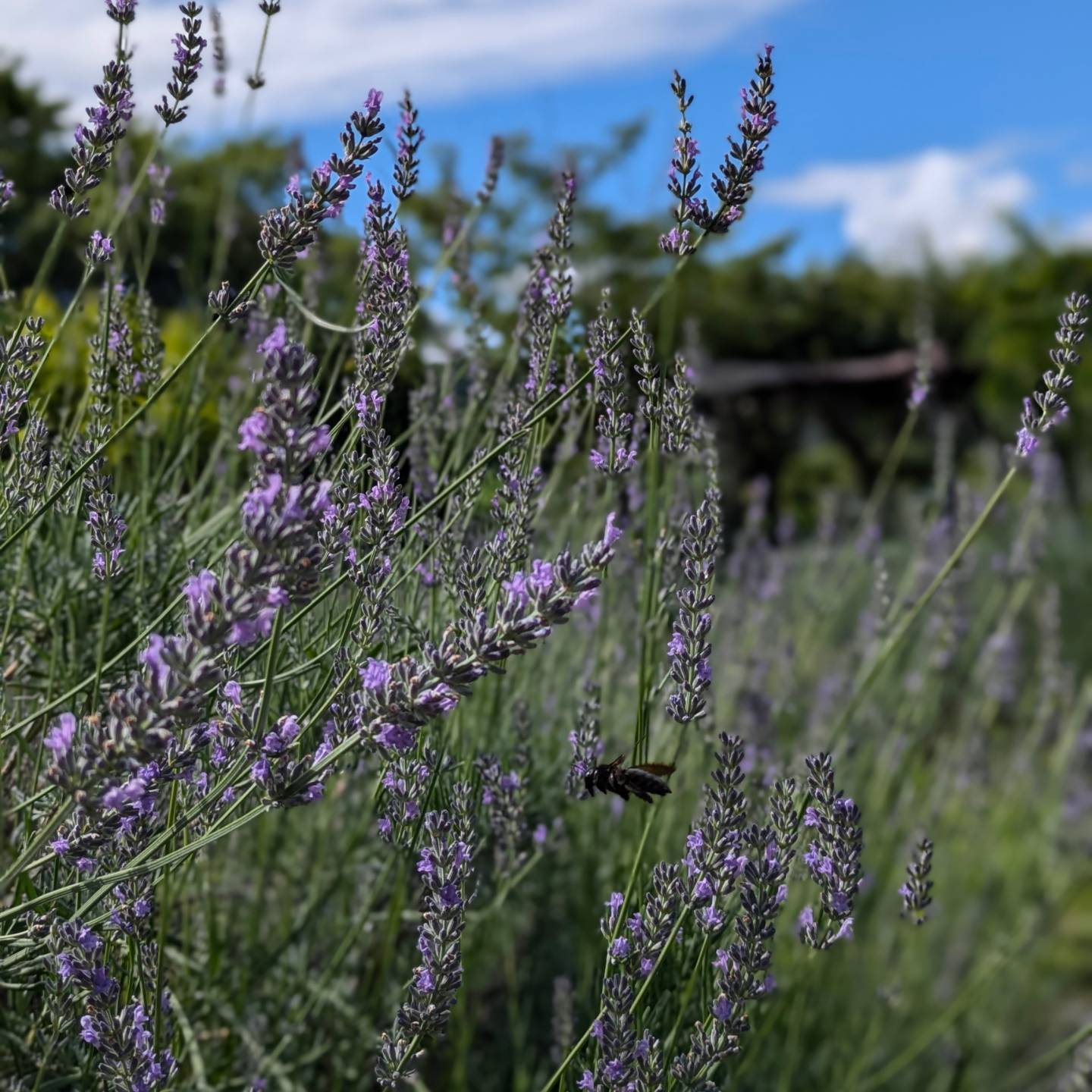 □Classic斑鳩Lavender□ ラベンダースティック | 小さなお花屋さん