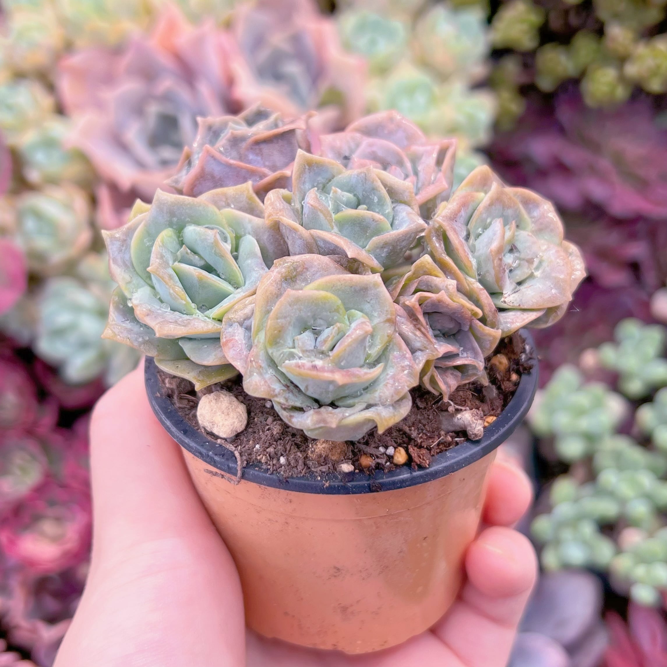 おすすめ抜き苗セット10 七福神 ダスティーローズ ラブリーローズ 多肉