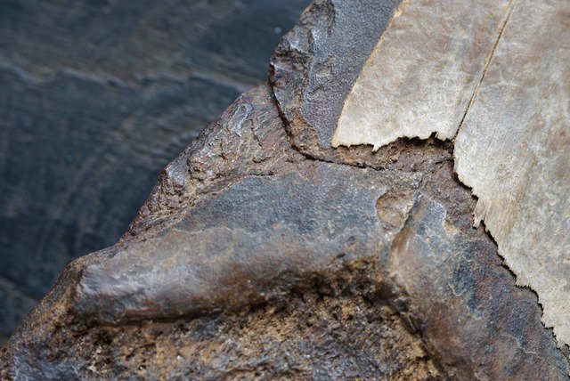 メガロドン 歯化石 Carcharocles megalodon