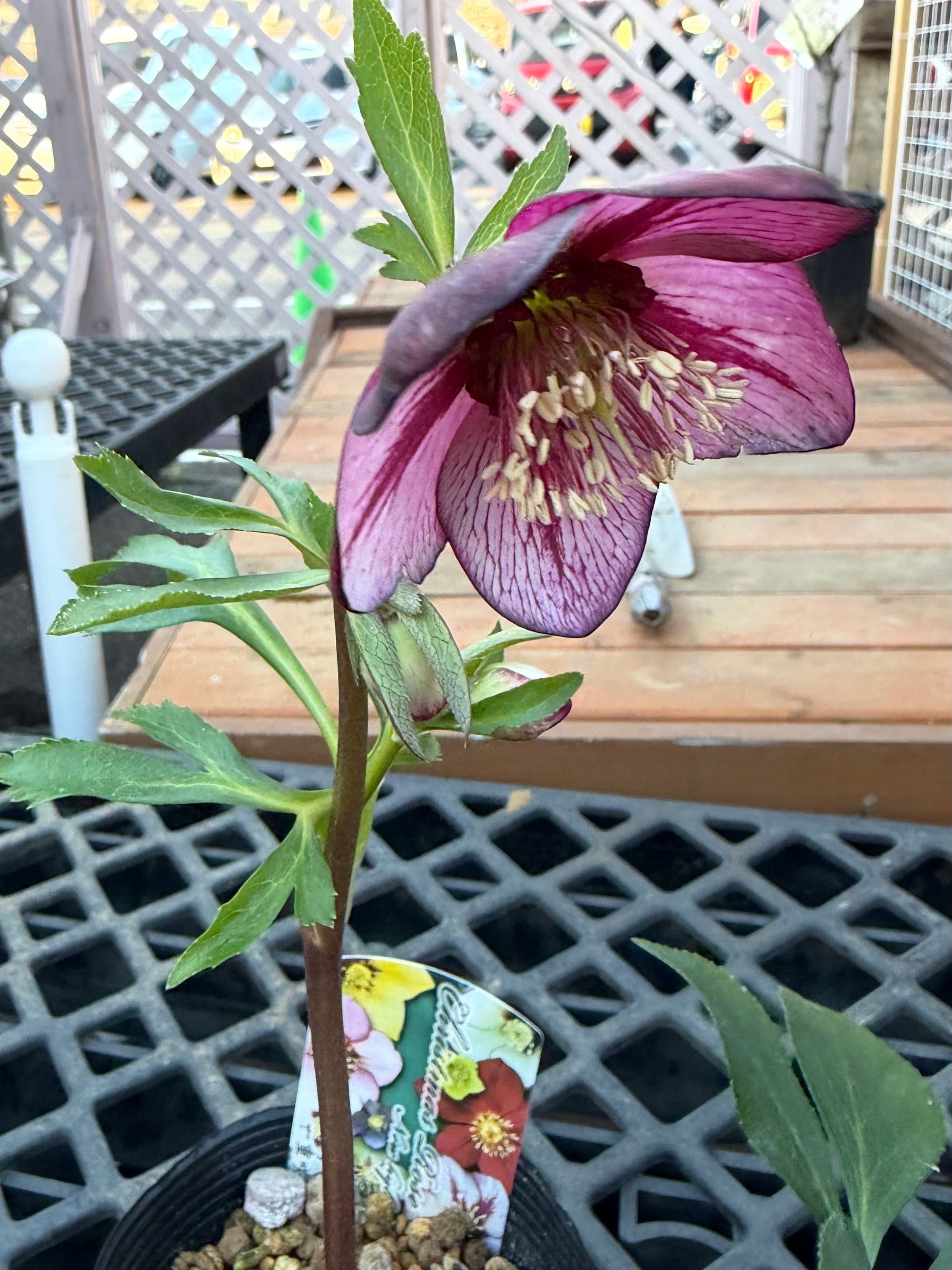 赤蕊バイカラーピンクレッドベイン 髙正園 クリスマスローズ【Ta05