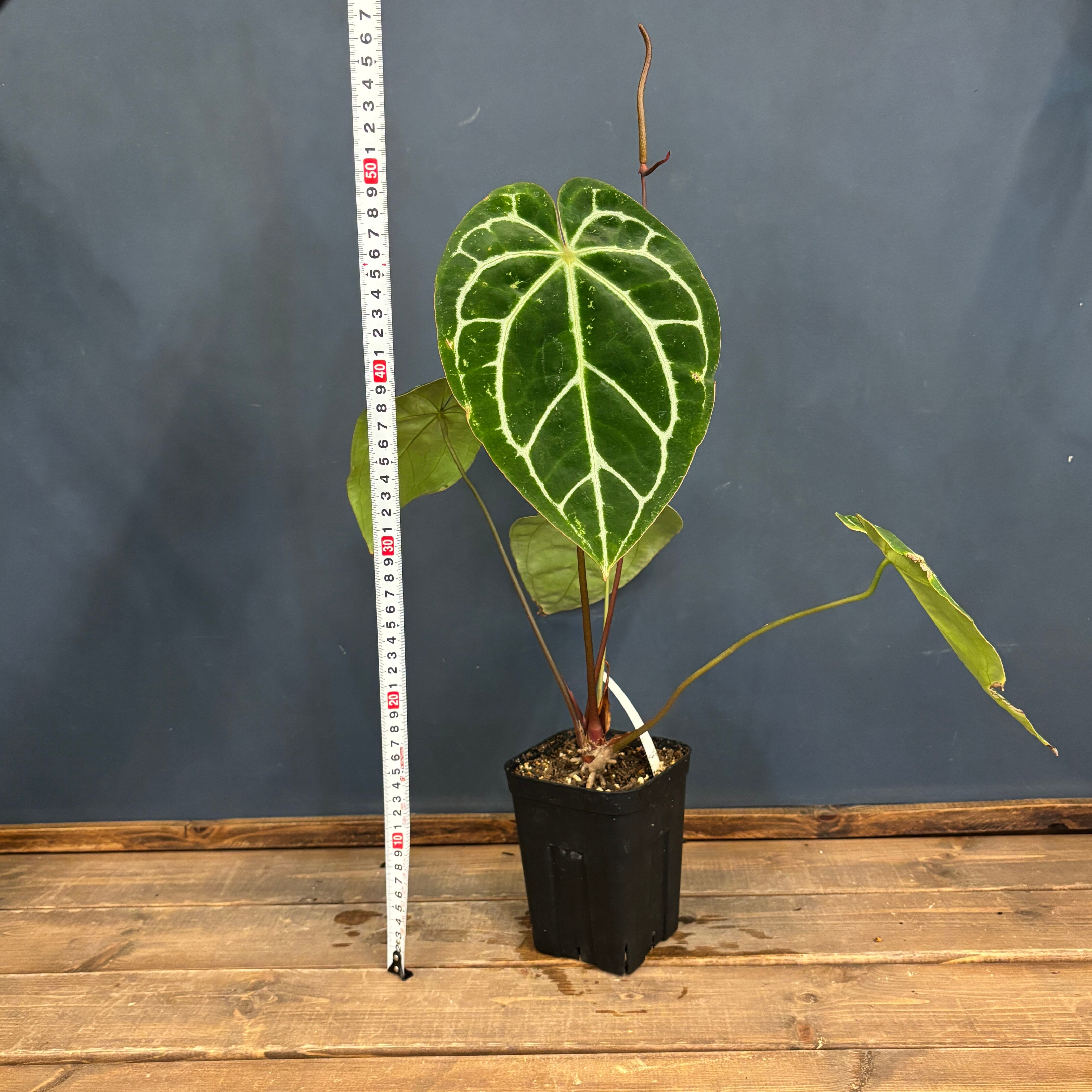 クリアランス】アンスリウム クリスタリナム ブラックフォーム【088