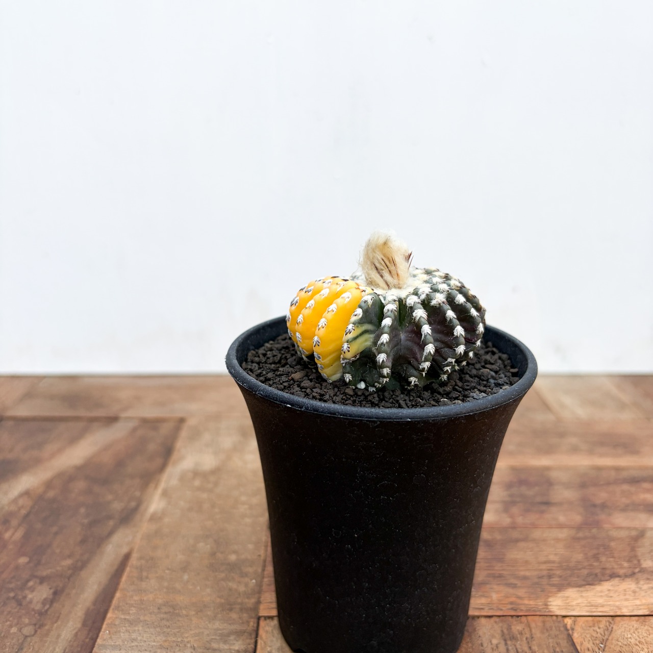 Discocactus horstii variegata【ディスコカクタス・ホルスティ錦】