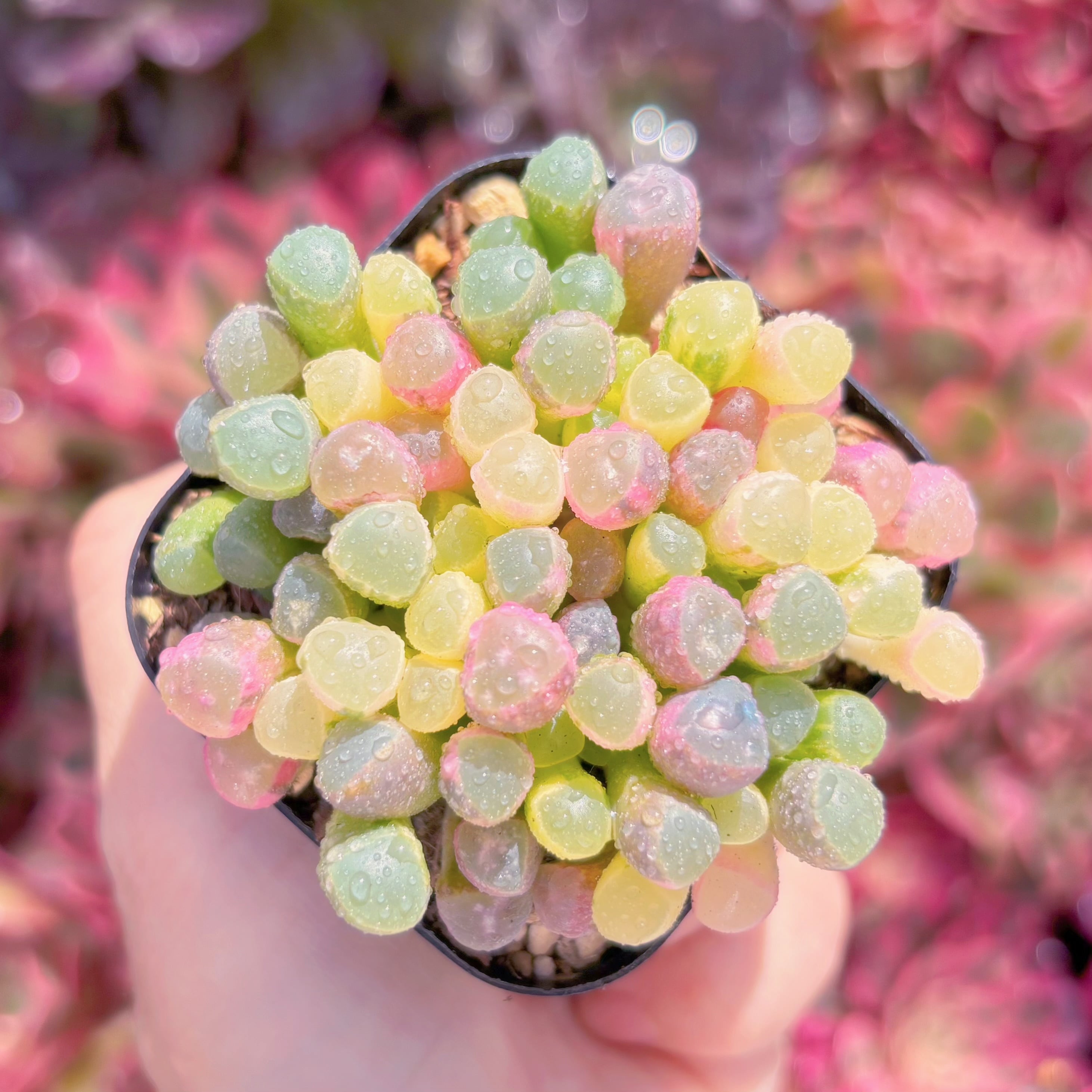 現品　五十鈴玉錦#1137　大群生　美苗　希少　新入荷　るる農園