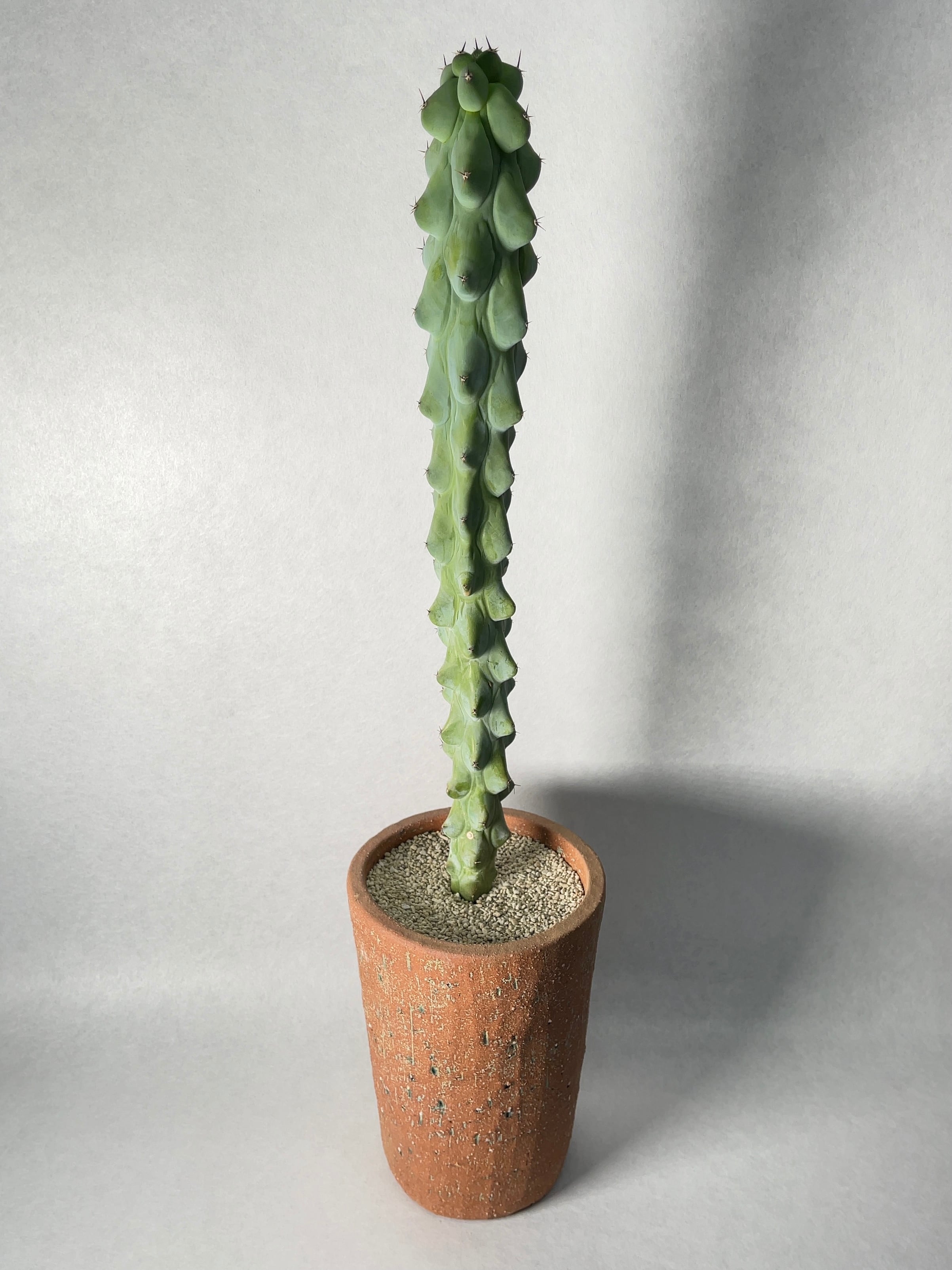 ミルチロカクタス・福禄竜神木 | trigger