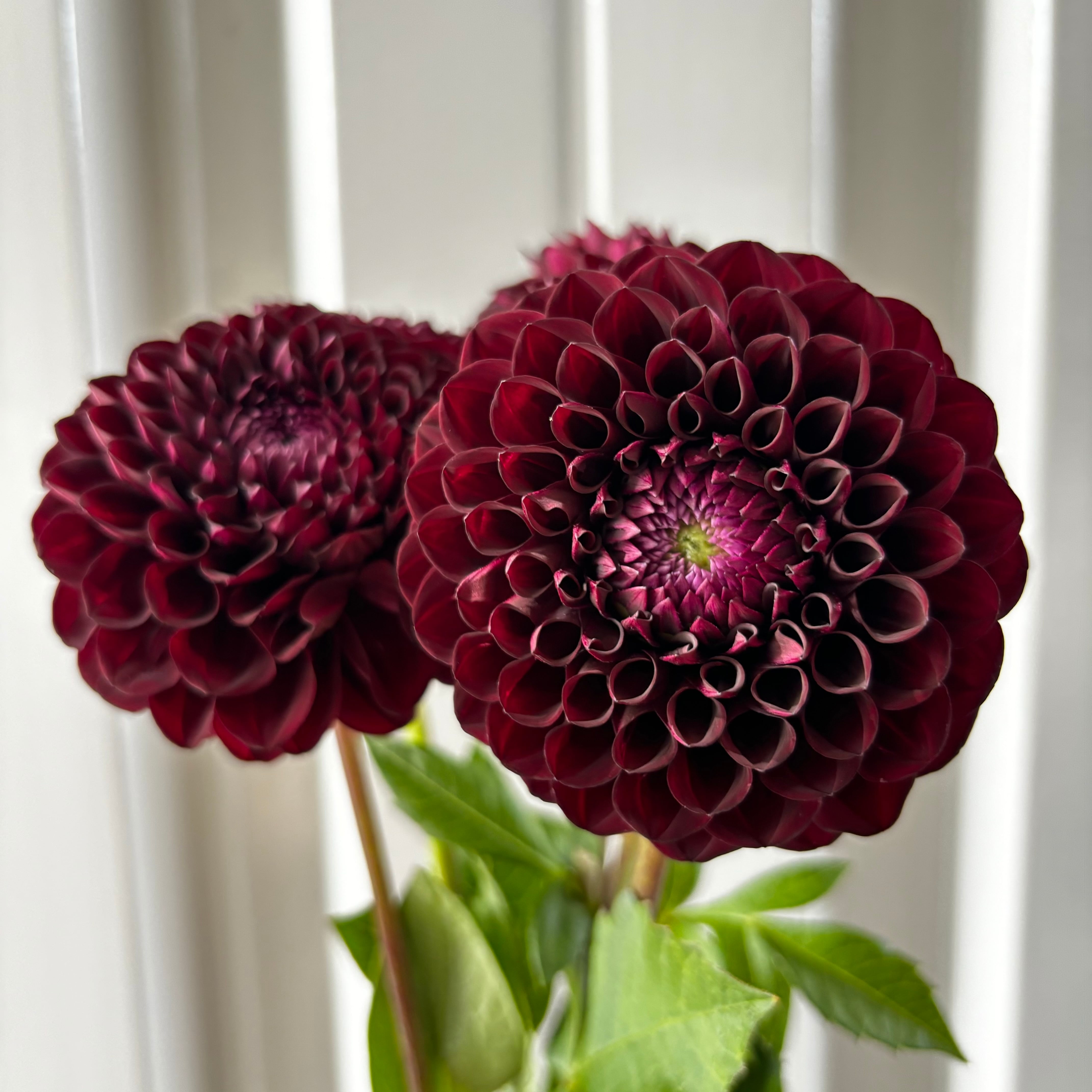 ダリア | 新鮮お花問屋 Jp-Farmers.com