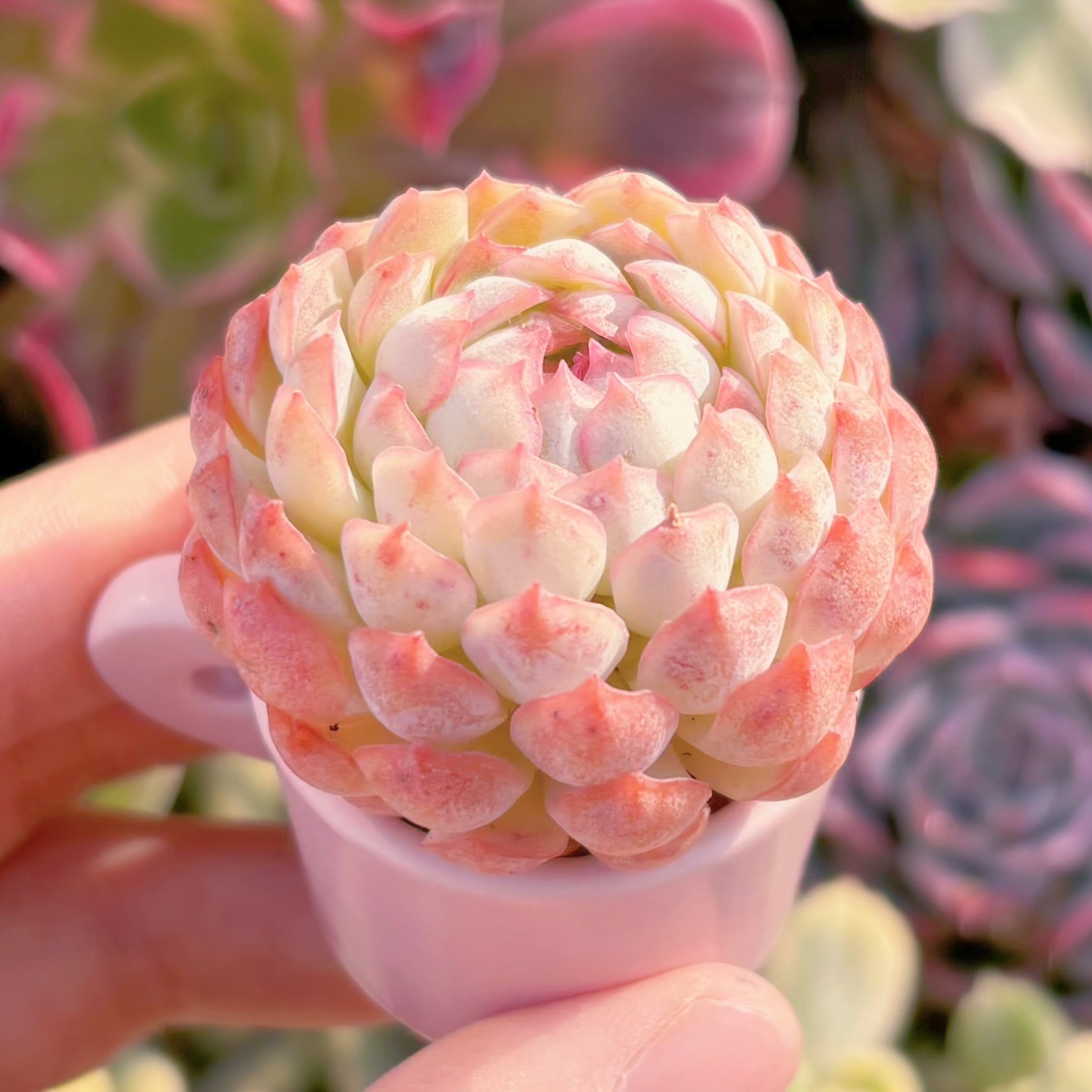 多肉植物　バタフライリーフピオニー　新入荷　るる農園