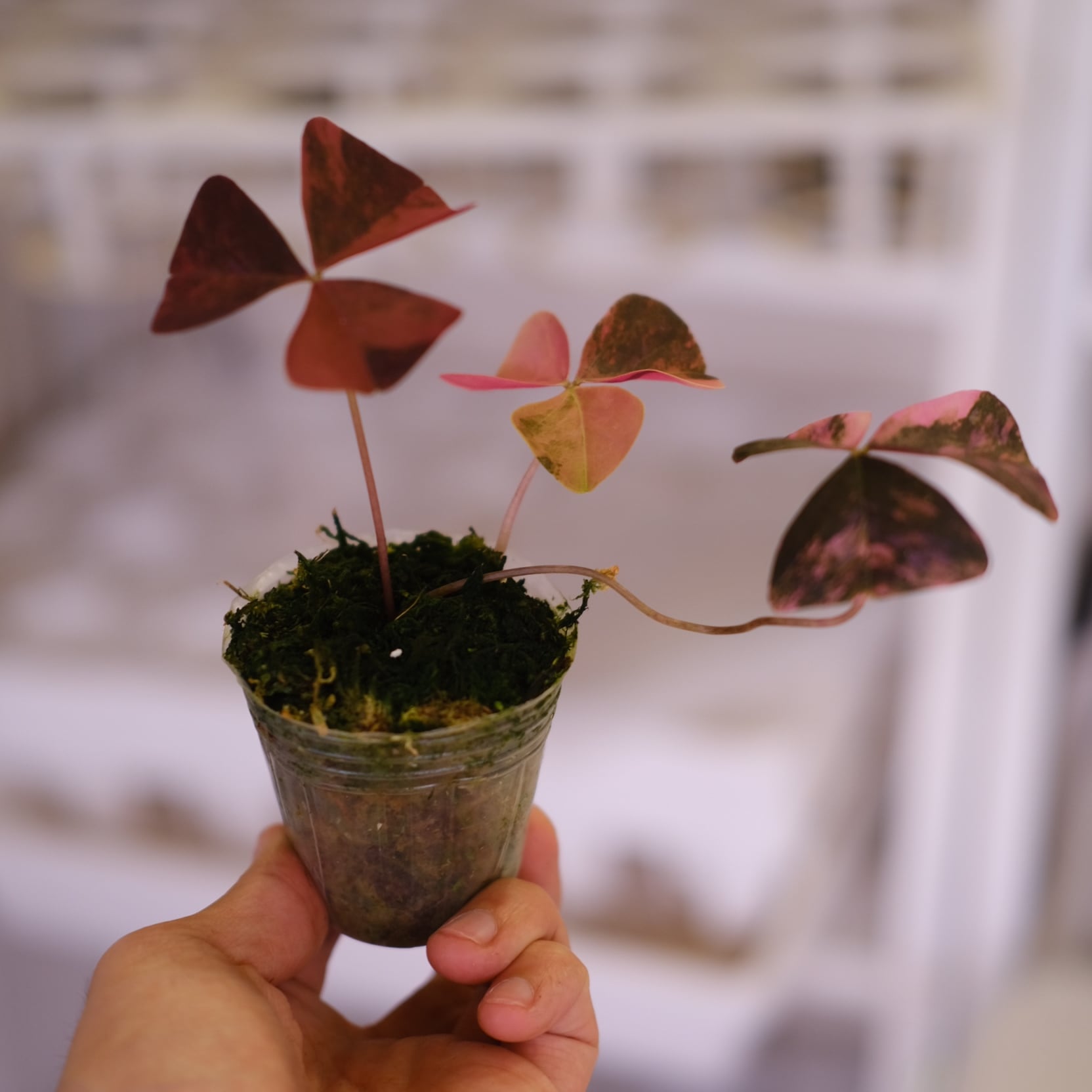 Oxalis triangularis variegated｜オキザリス トライアングラリス