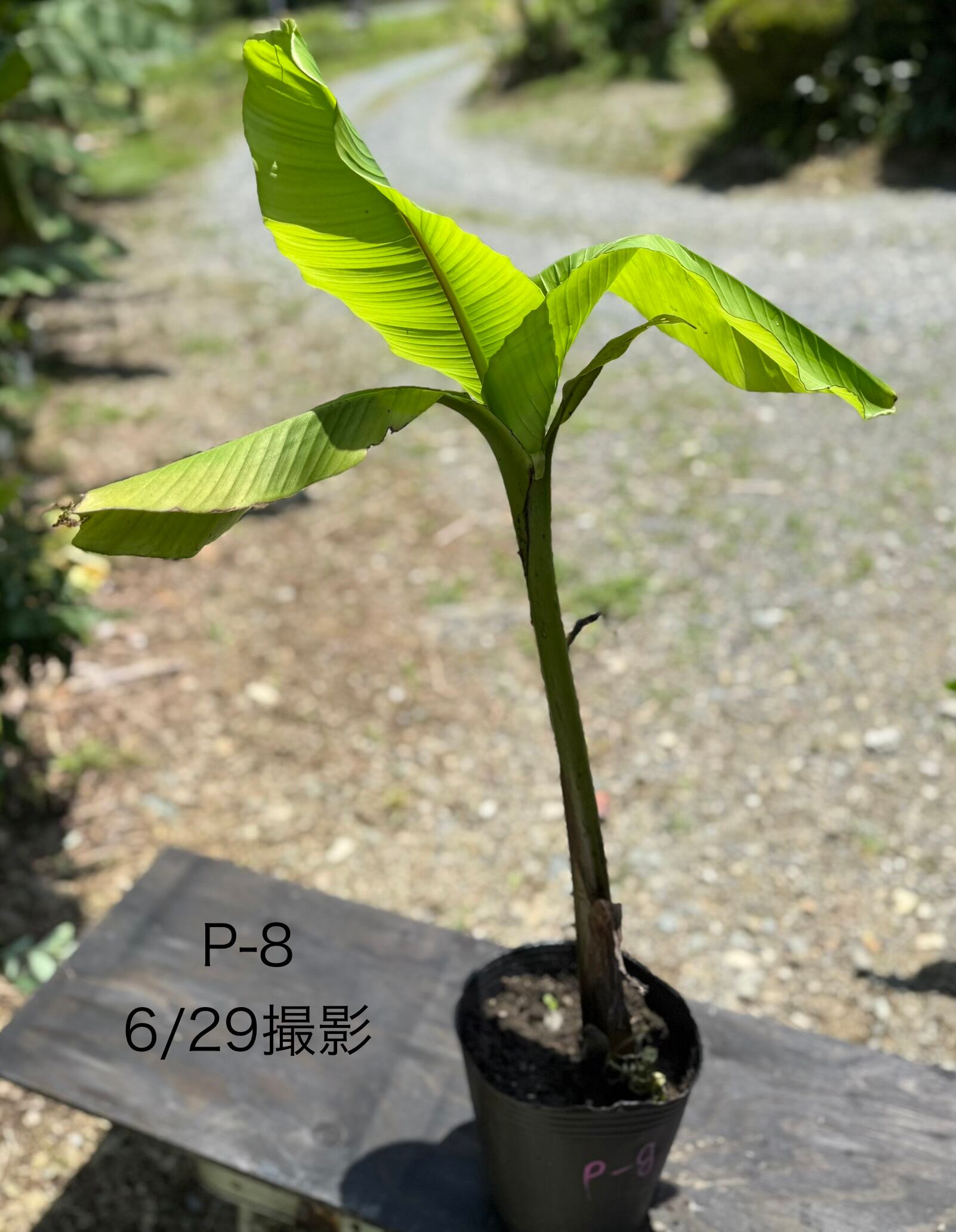 芭蕉 ジャパニーズバナナ 苗 A-9【鉢底から計測】 約80cm前後 | BurnsGREEN