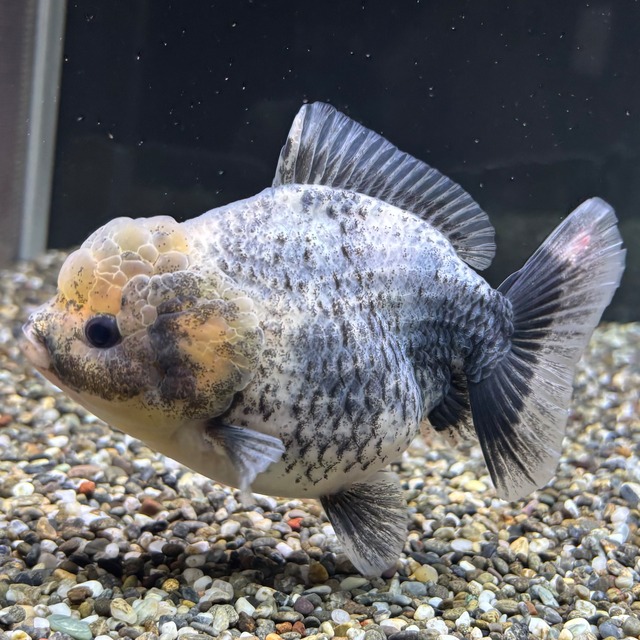 【セレクト】オランダST １２ｃｍ