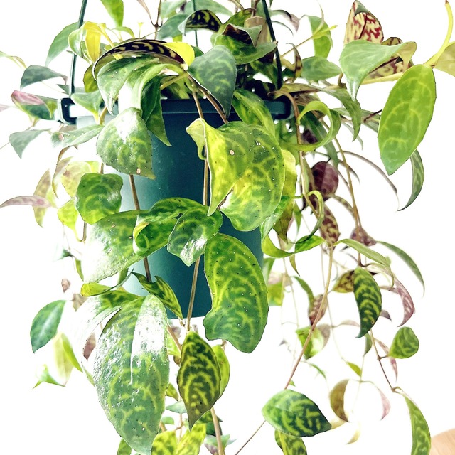 【再入荷】エスキナンサス マルモラタス ハンギング 観葉植物 calm cafe