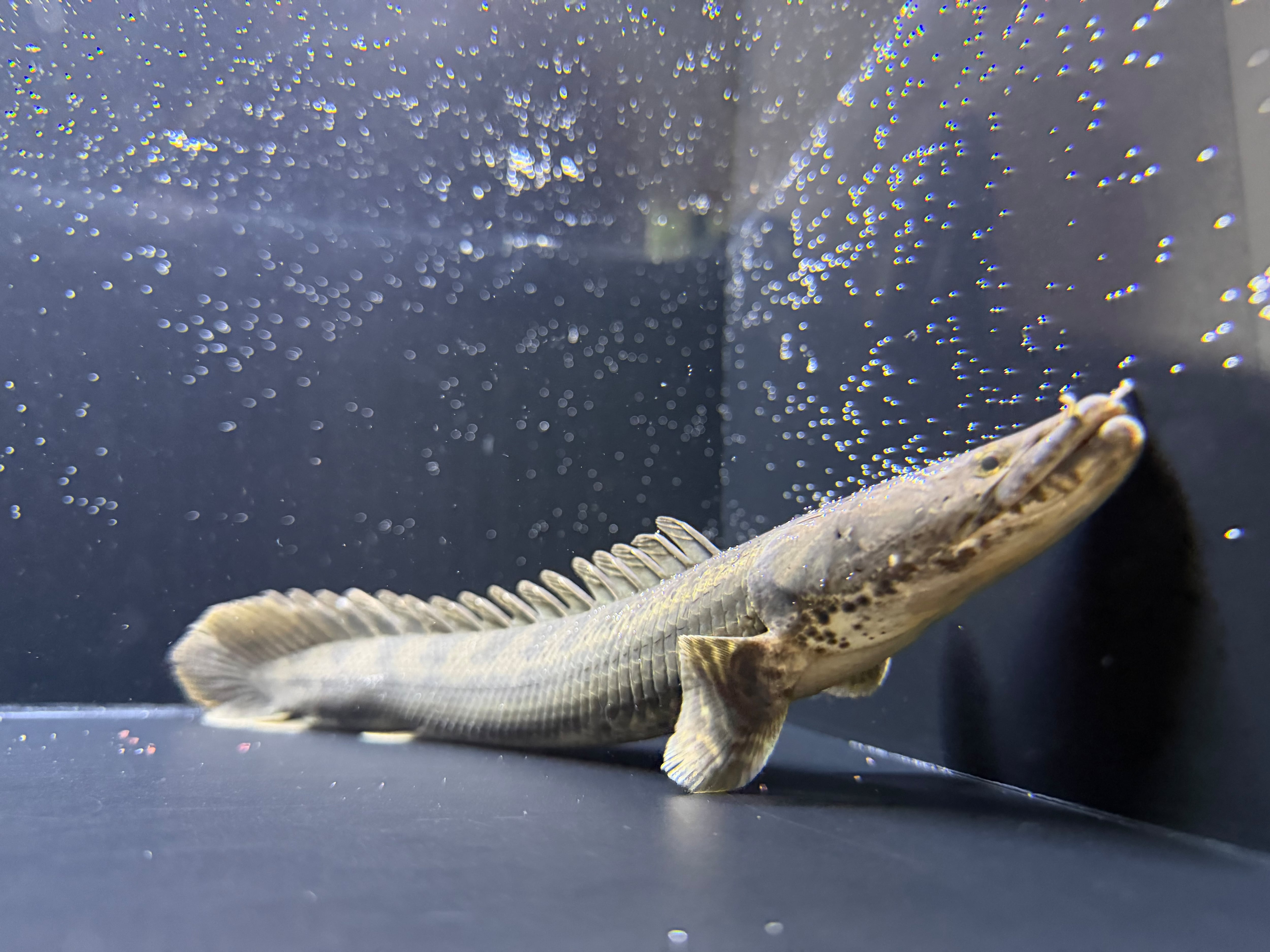 ALL ITEM | アフリカ熱帯魚専門店わいるどもん