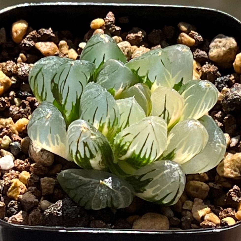 アトロフスカミュータント錦 　ハオルチア 多肉植物 Amazon｜多肉植物 ハオルチア ハオルシア アトロフスカ