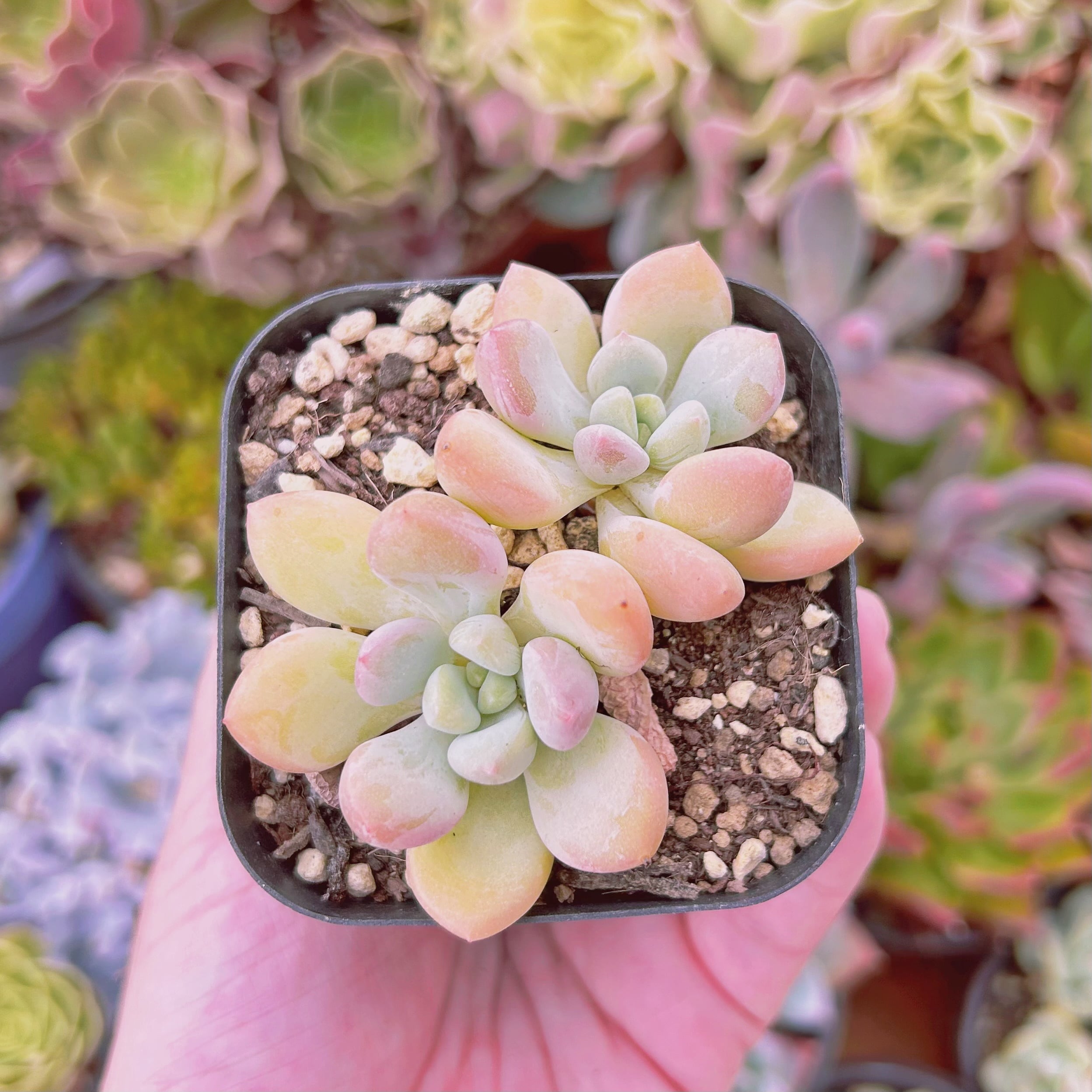 現物　多肉植物　ピーチバター　抜き苗