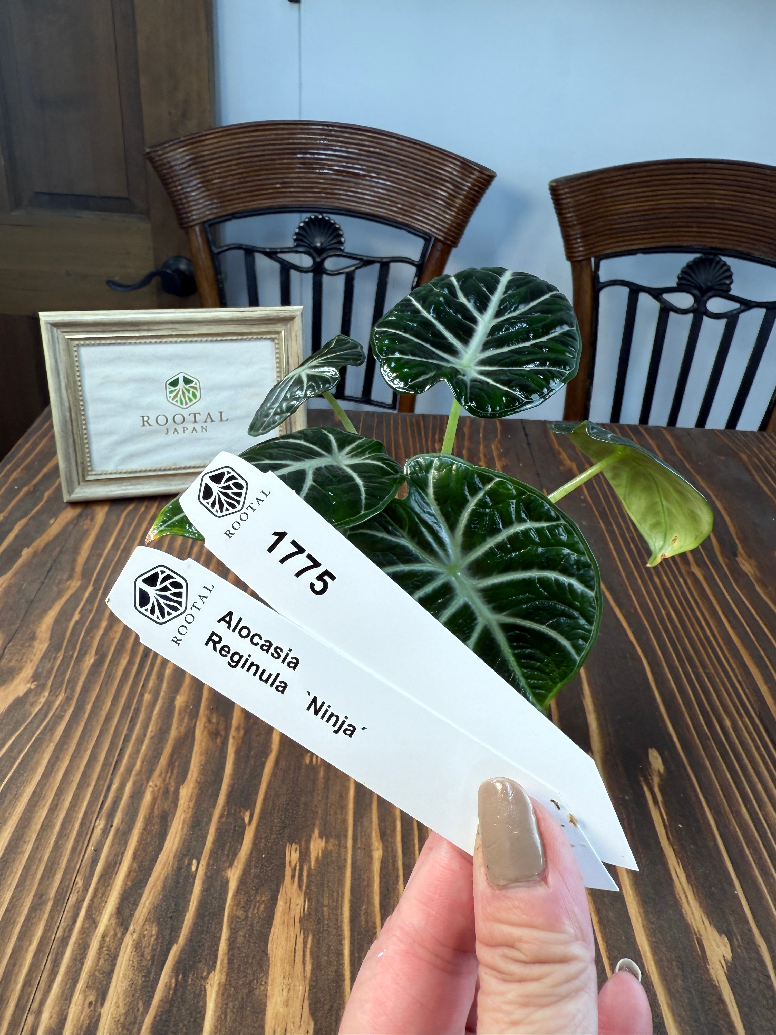 ★1775【妖艶な存在感】アロカシア レギヌラ ニンジャ(口径8㎝ポット)