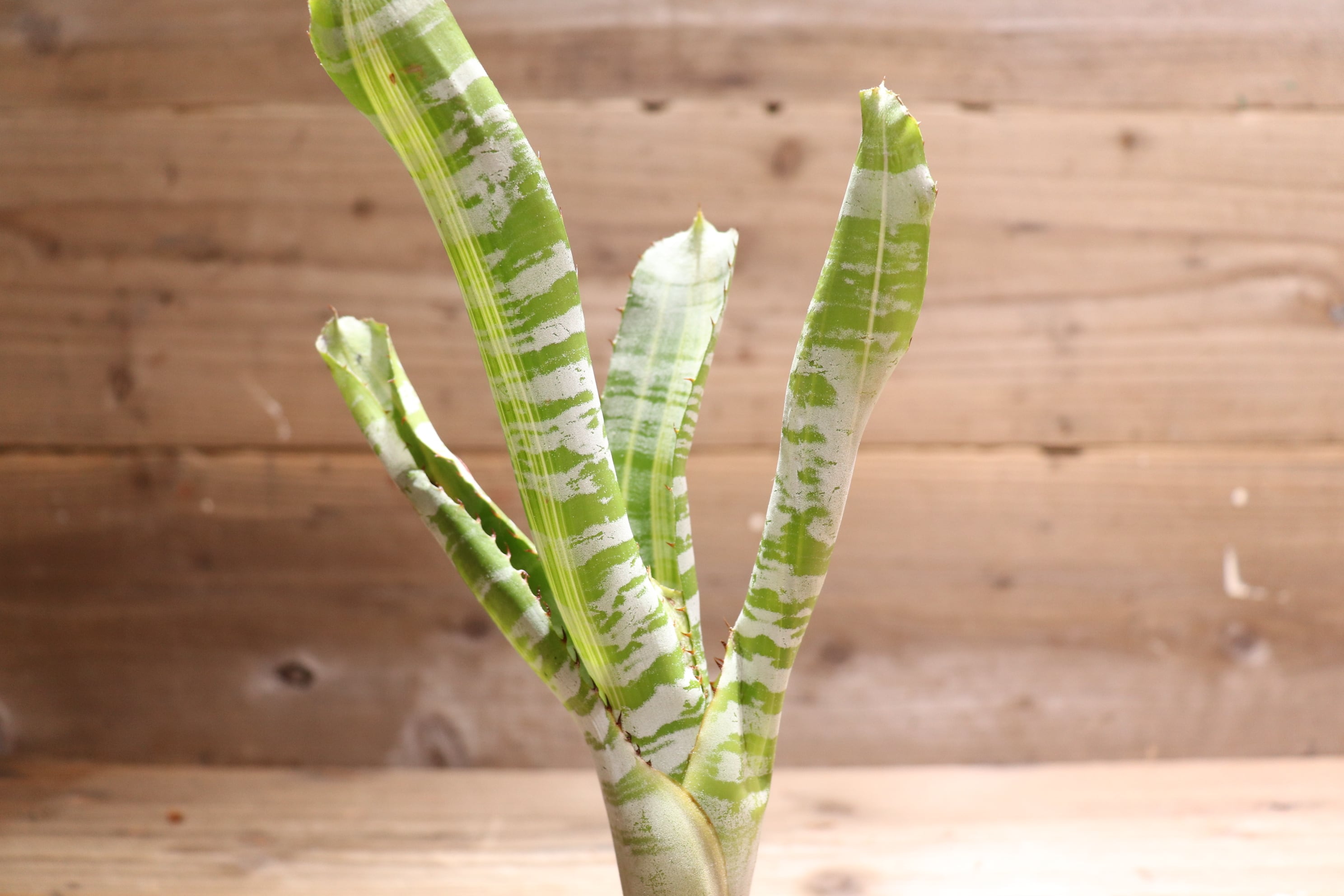 送料無料】Aechmea 'Vista'〔エクメア〕現品発送A0038 | plane plants