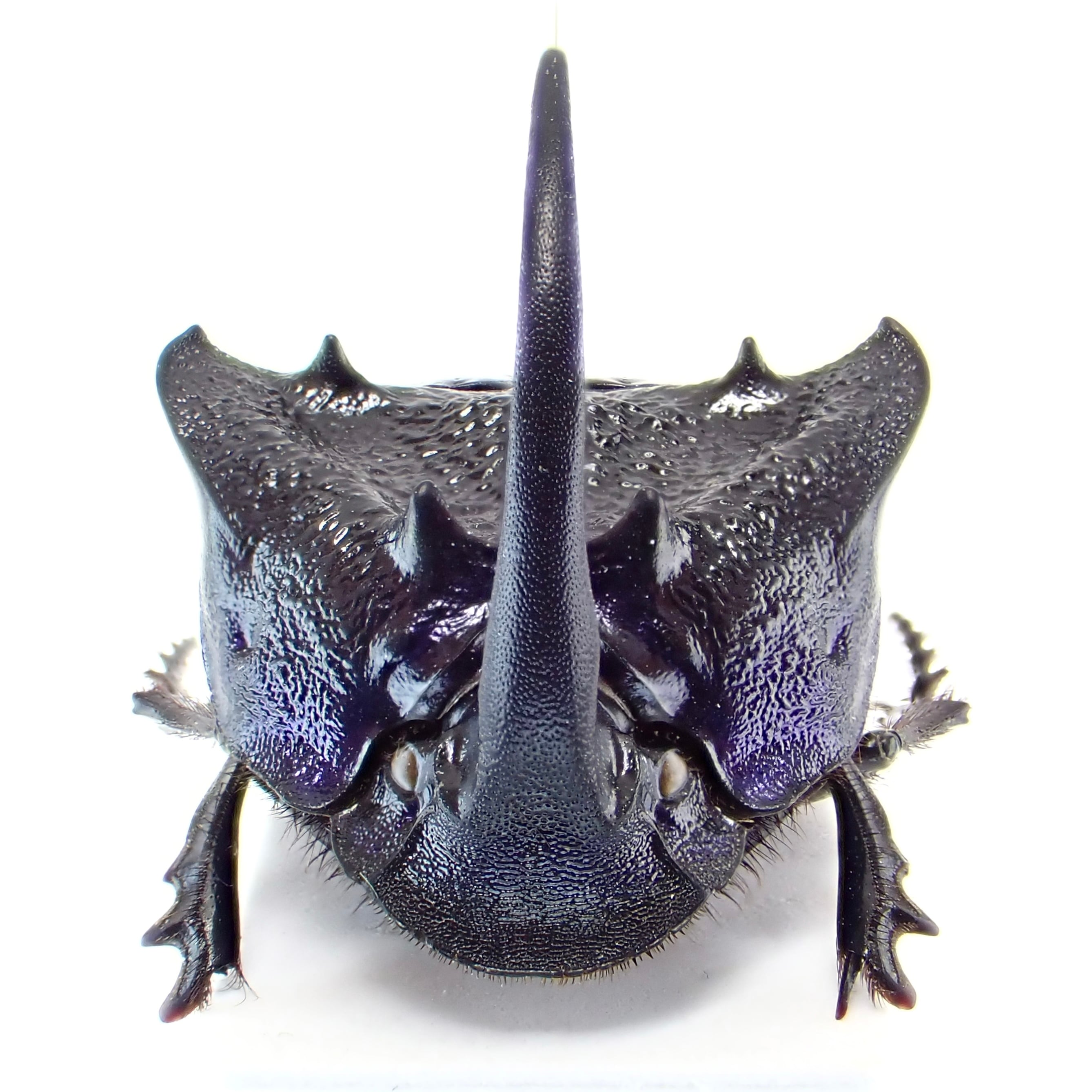 メキシコ産 Phanaeus quadridens ♂ 21mm XL | 昆虫標本 Diggers & Rollers