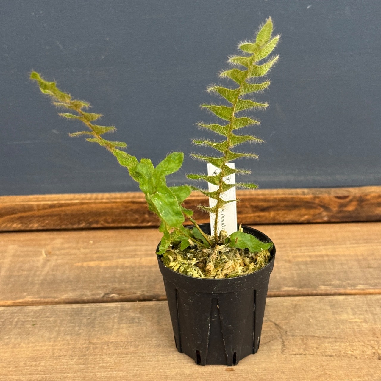 【伊藤蟻】Pleopeltis bombycina【566】