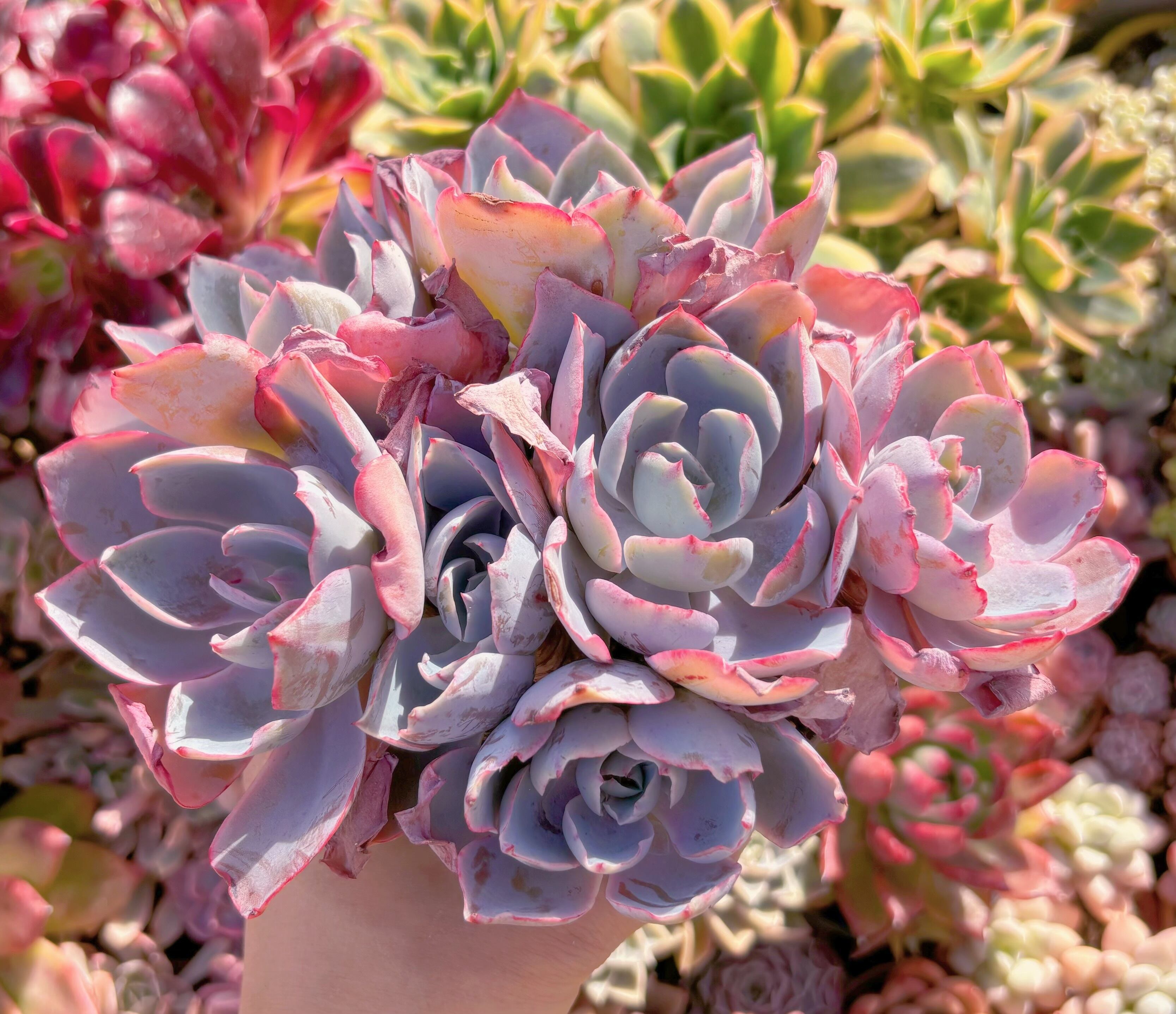 現品　アフターグロー#525　大群生　新入荷