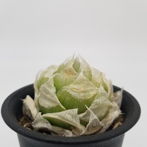 Haworthia lockwoodii