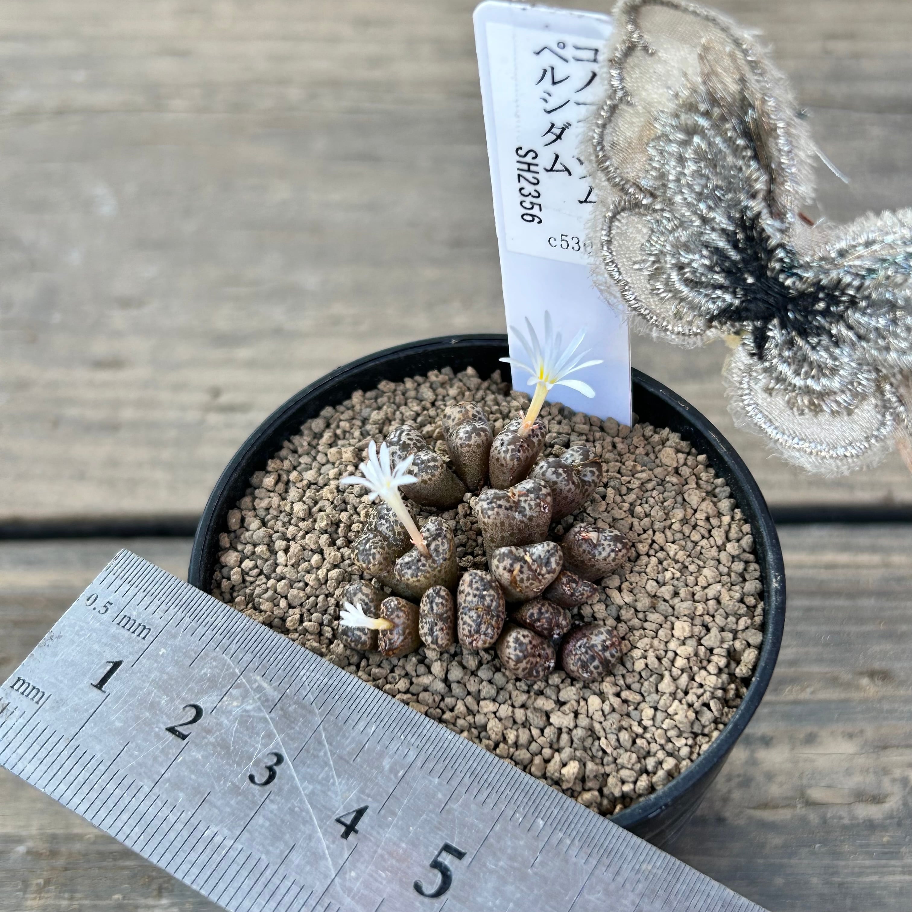 ペルシダム コノフィツム | RuPo 多肉植物専門店