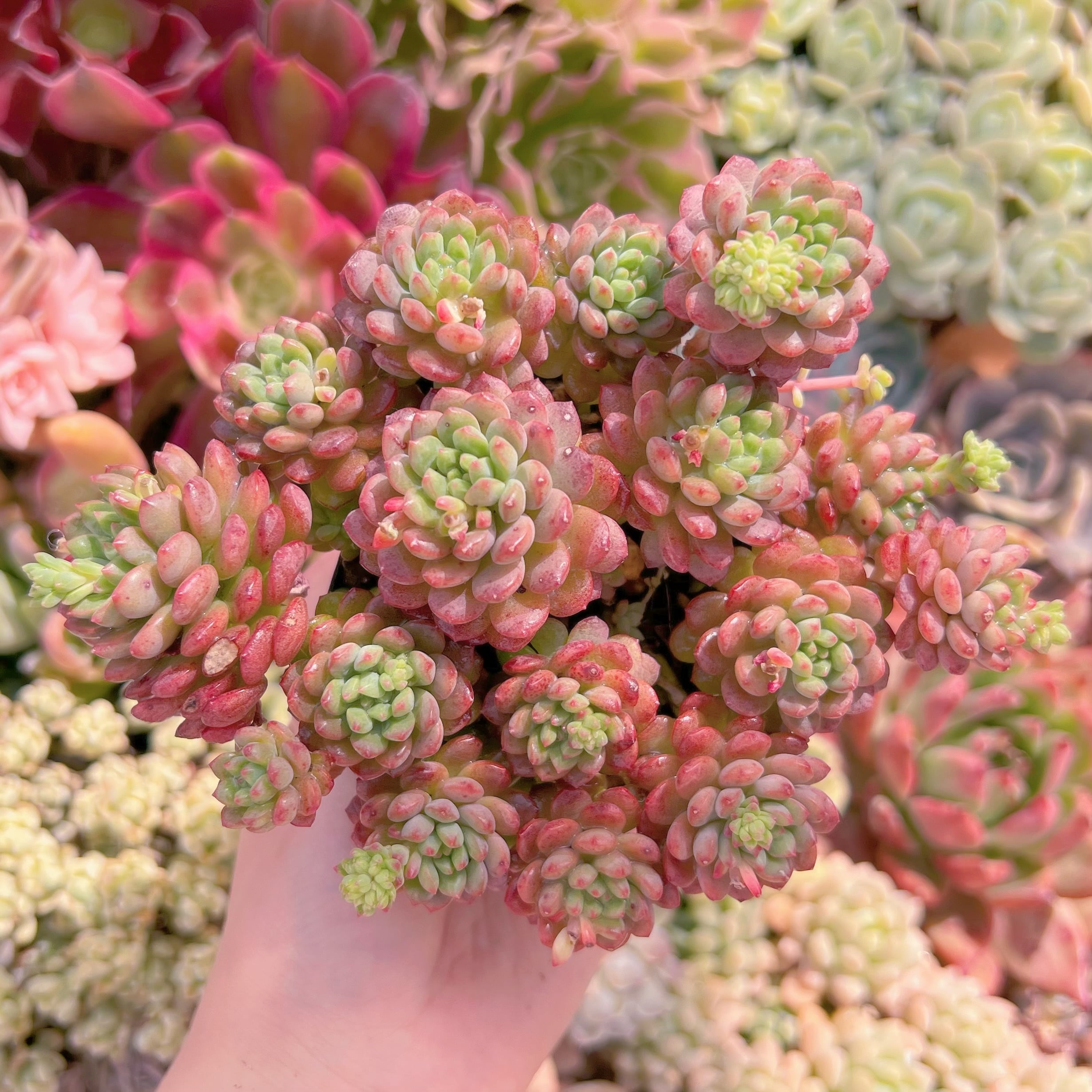 現品　コルネット#093　群生　るる農園