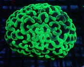 Ancora Green 1