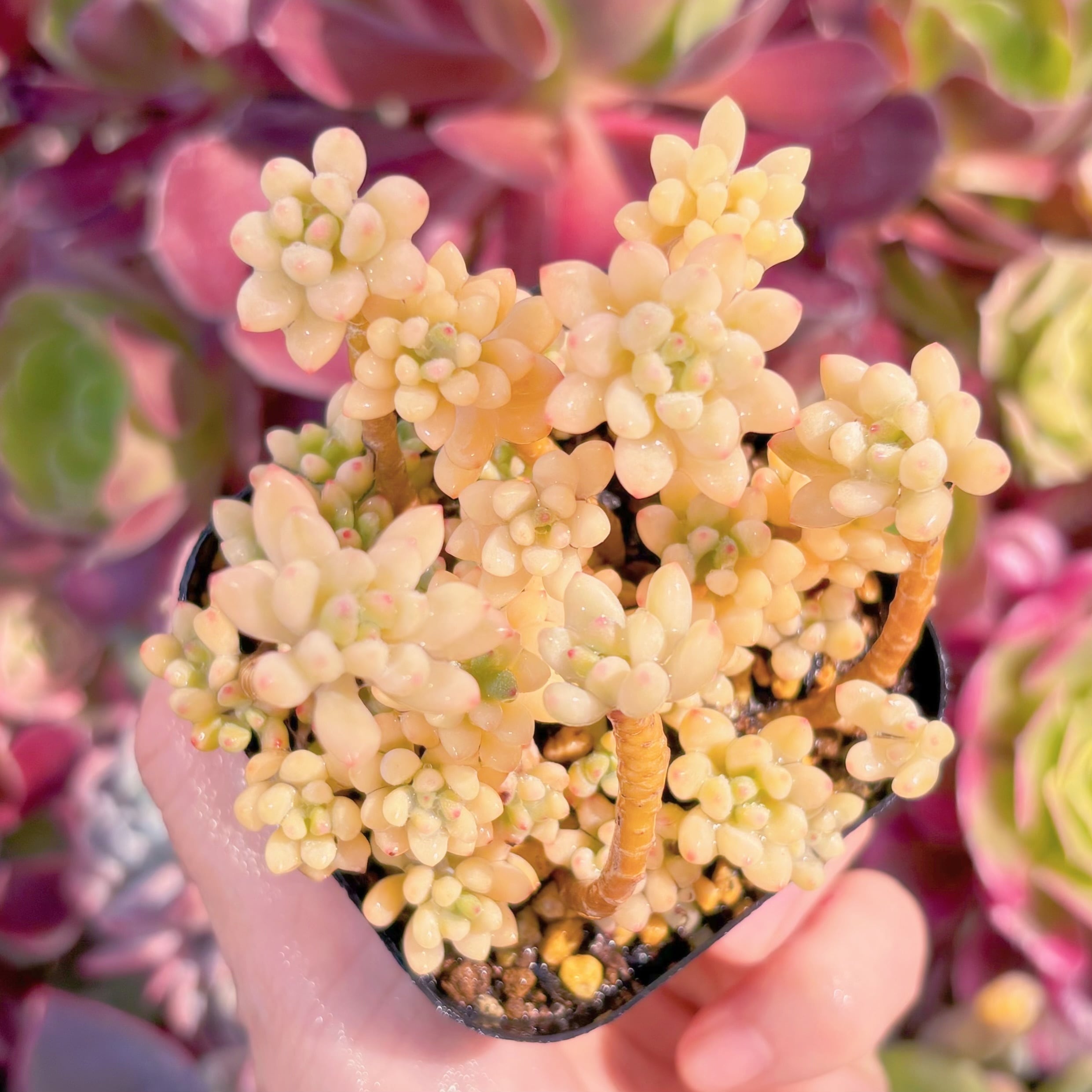 現品　ブルービーン錦#C22　るる農園