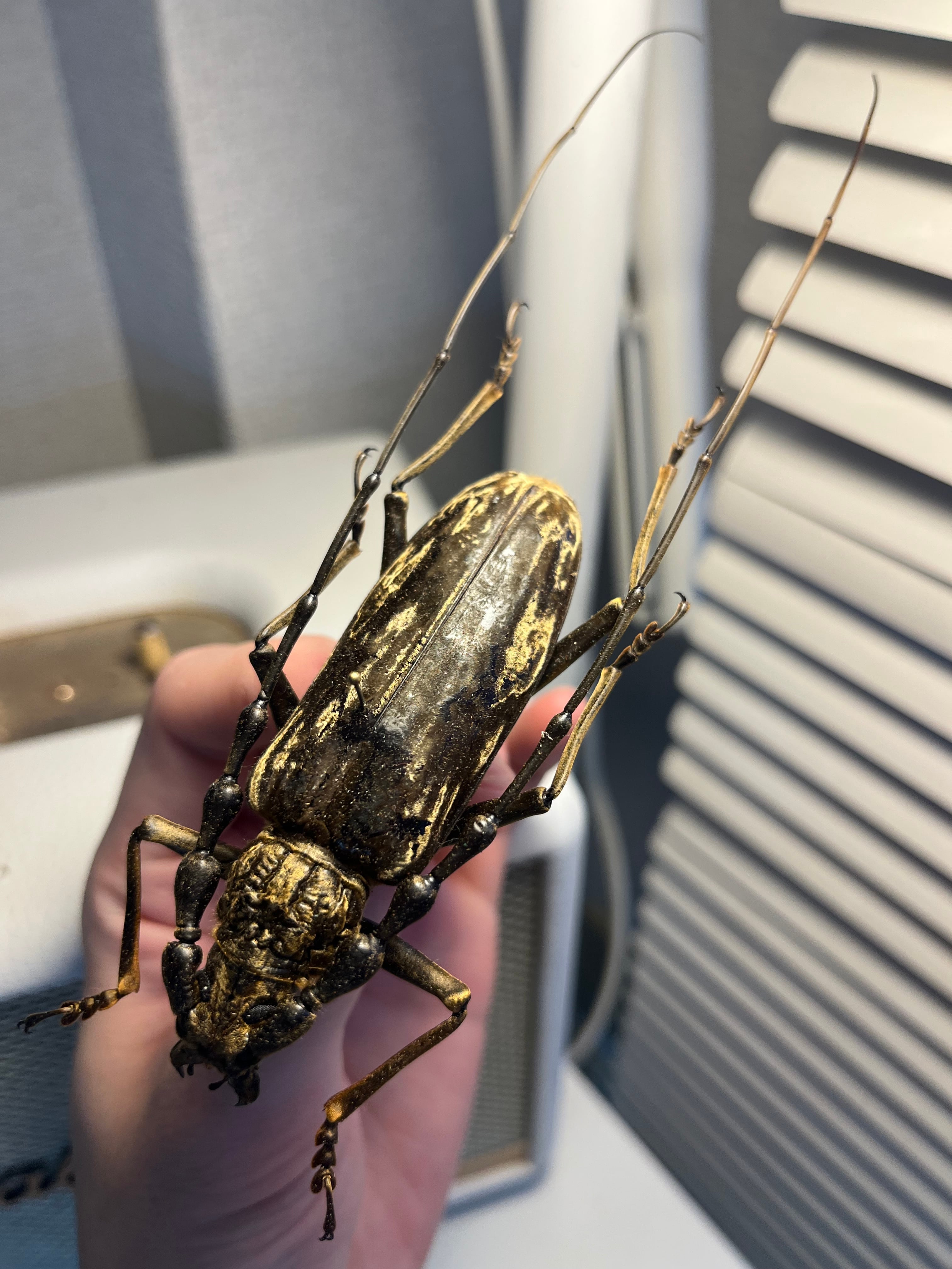 極BIG】オオミヤマカミキリ♂ 標本 カミキリムシ Xixuthrus 天牛