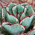 アガベ ポタトルム 吉祥冠錦 agave potatorum ‘Kissho Kan’ variegata 【発根済】