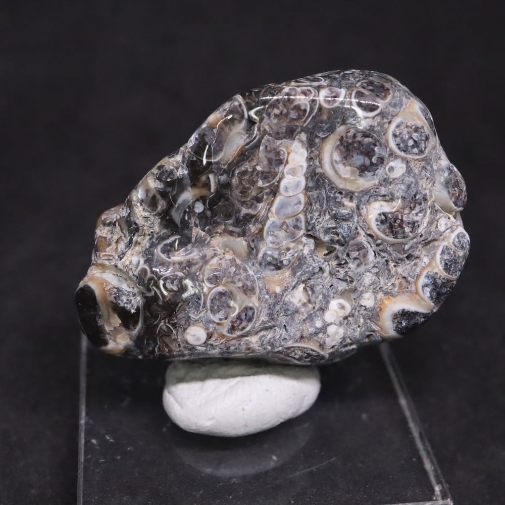 ツリテラ アゲート 研磨 化石 巻貝 瑪瑙 原石 17.7g TRL0012鉱物