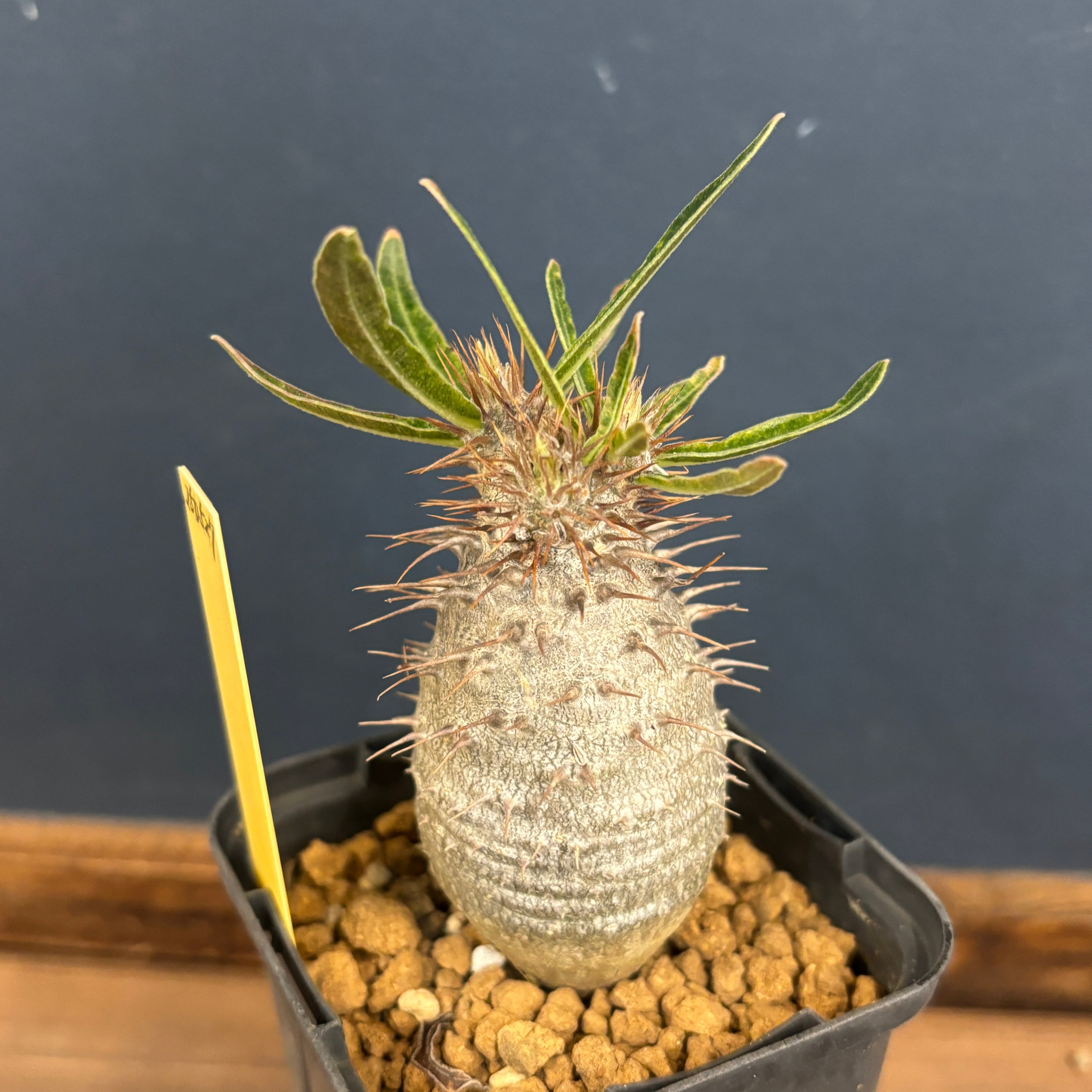 リ8384 「現地株」パキポディウム グラキリス L 抜き苗