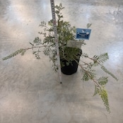 グレビレア クリームパッション【900】