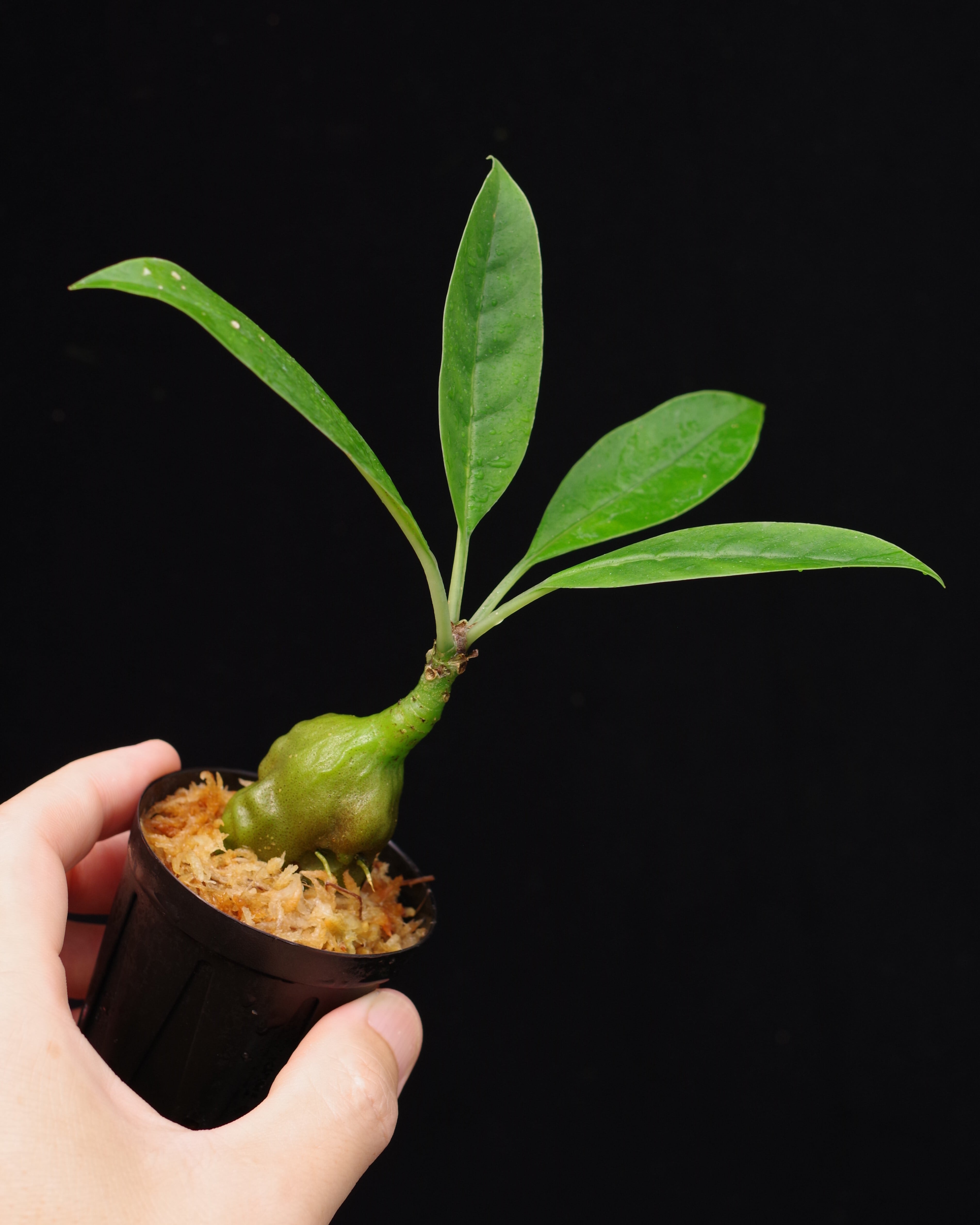 アリダマ | 伊藤蟻植物農園