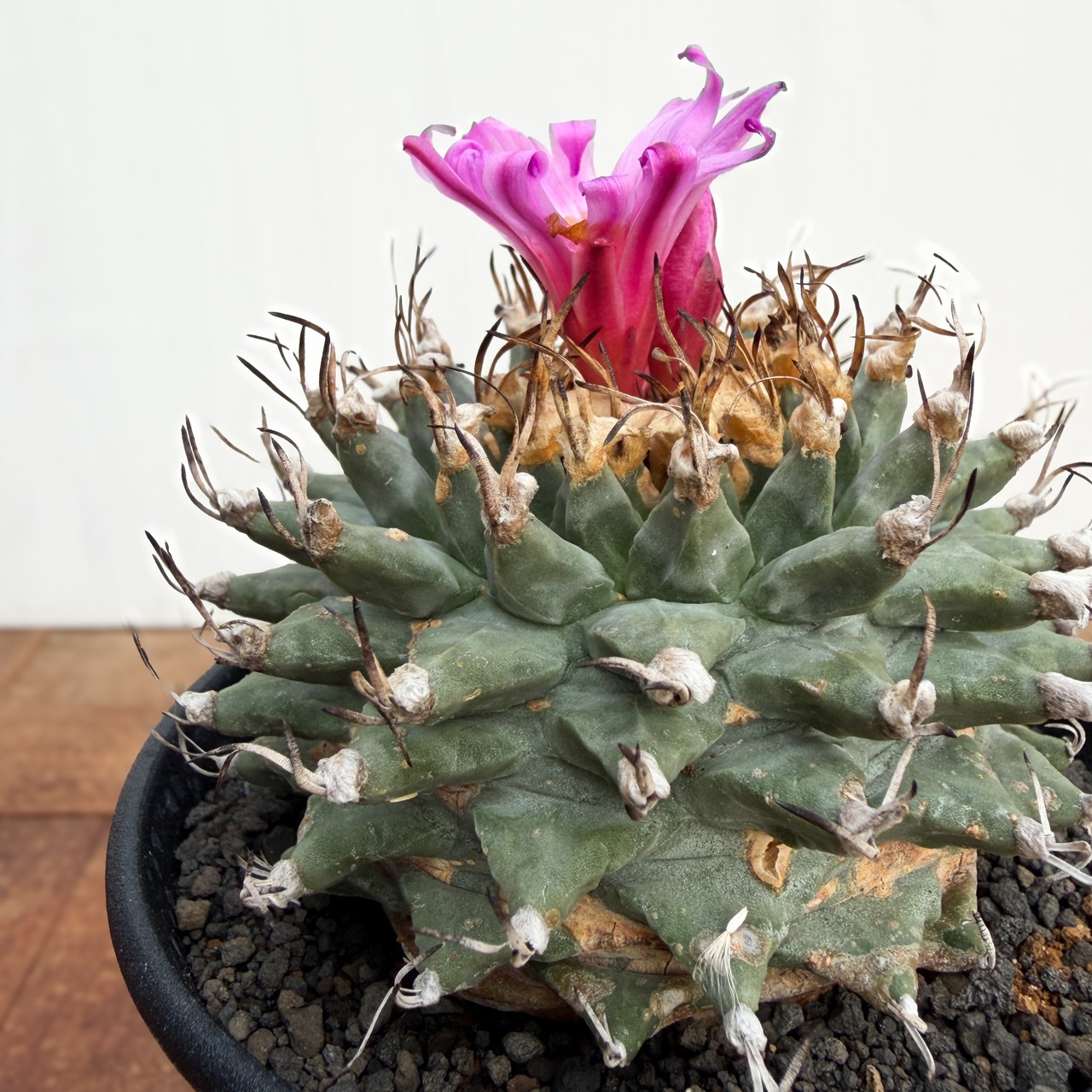 Turbinicarpus alonsoi【ツルビニカルプス・アロンソイ・実生】　