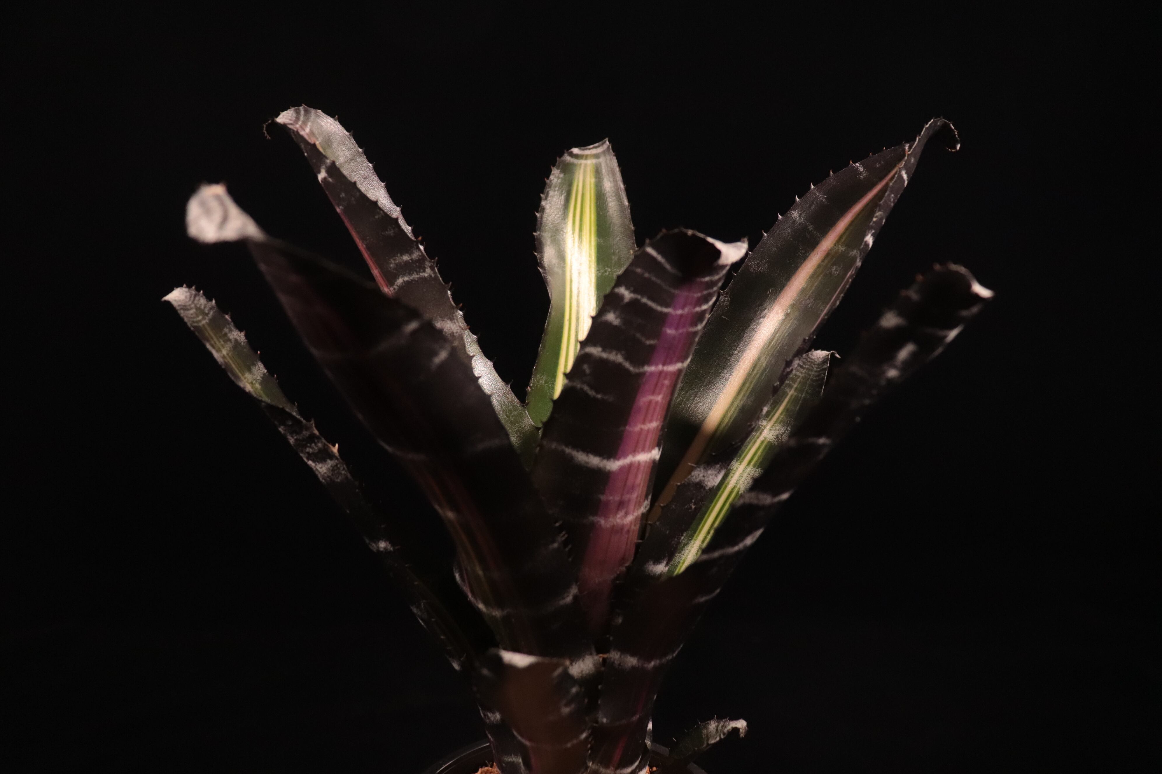 Aechmea 'Roberto Menescal'〔エクメア〕A204 | plane plants