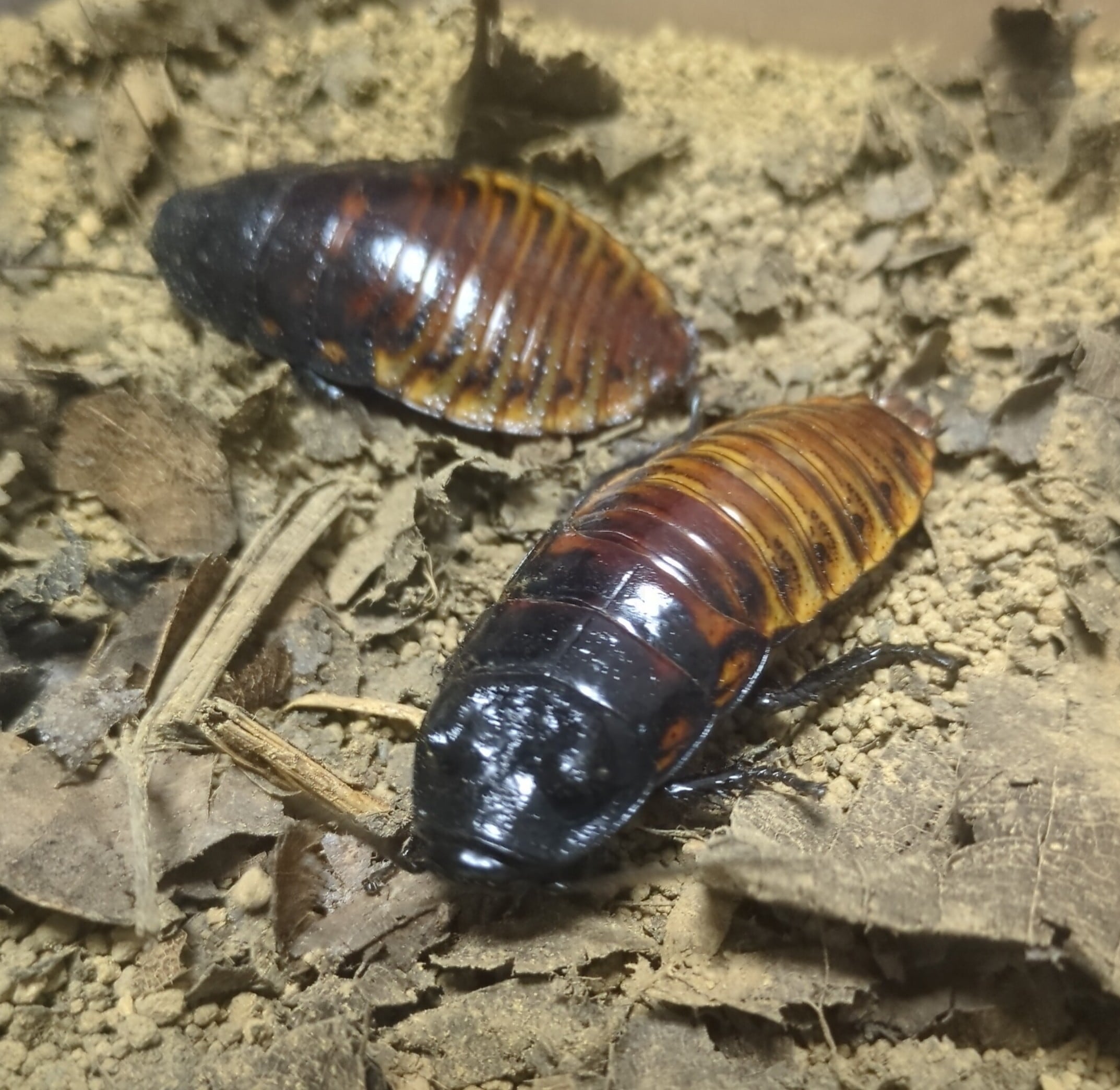 マダガスカルヒッシングローチ(ポルテントーサ)アダルトペア | ワラ