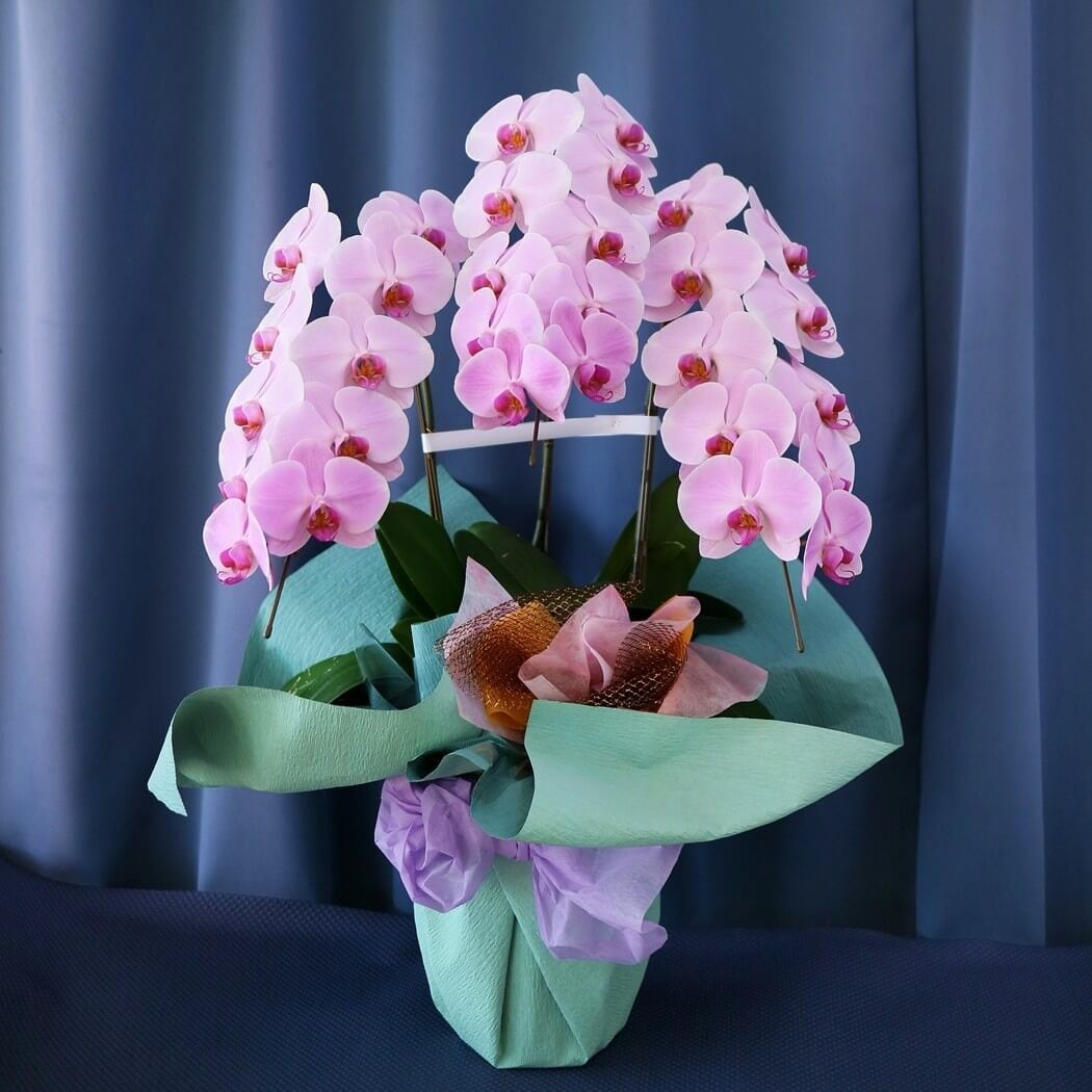 胡蝶蘭 造花 ピンクと白　展示現品 アウトレット特価処分 1点もの 胡蝶蘭 造花 ピンクと白 展示現品 アウトレット特価処分 1点もの 胡蝶蘭