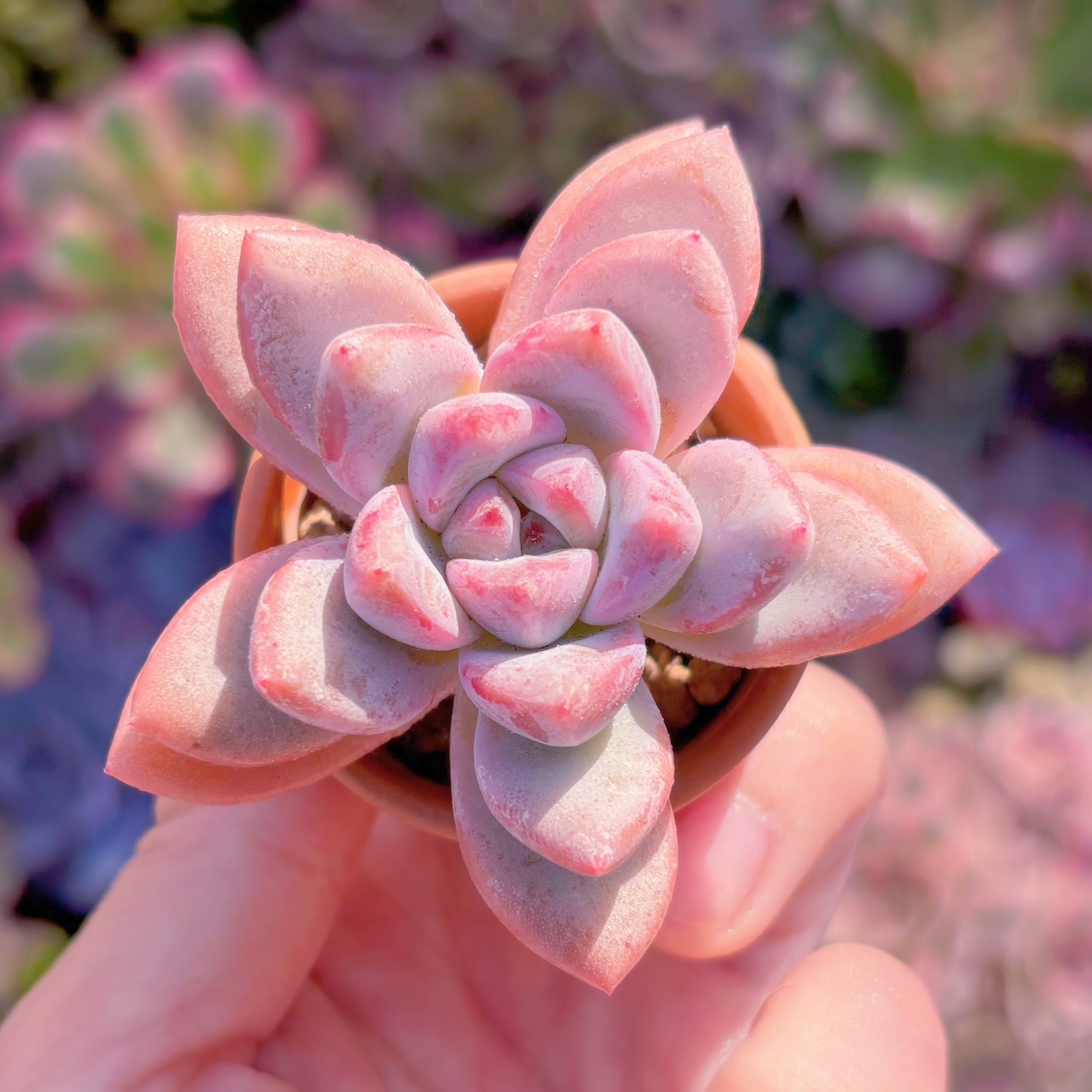 多肉植物　新品種　一葉(イチヨウ)　新入荷　るる農園