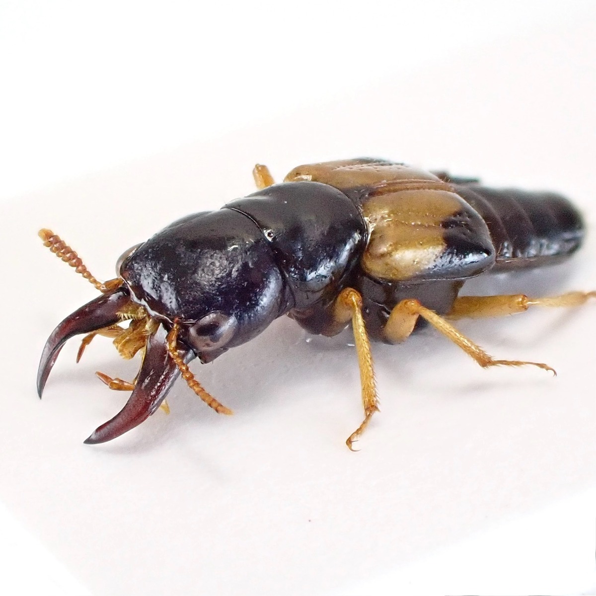 ロシア産 Oxyporus maxillosus 1ex 10mm XL | 昆虫標本 Diggers & Rollers