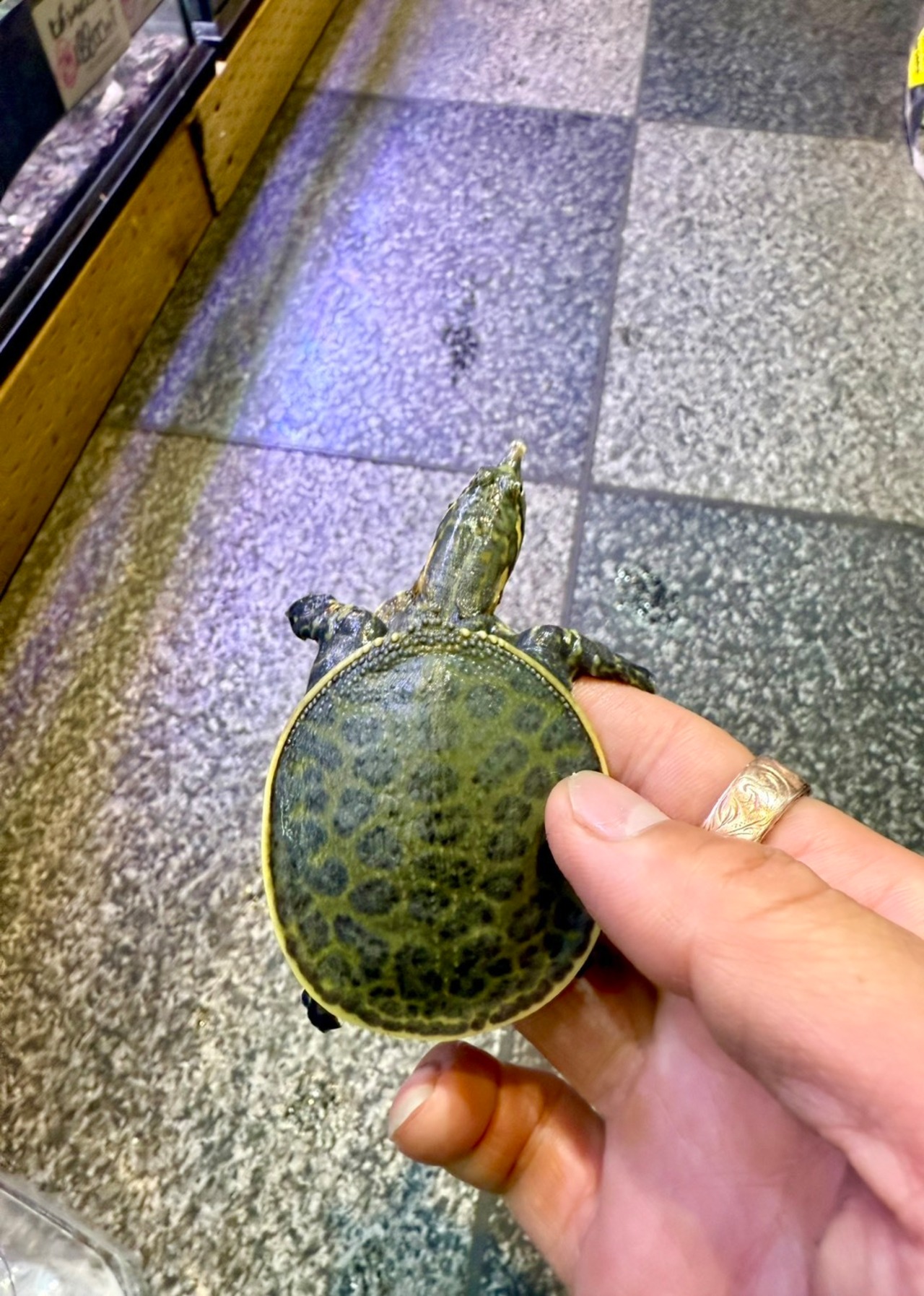 フロリダスッポン - 1