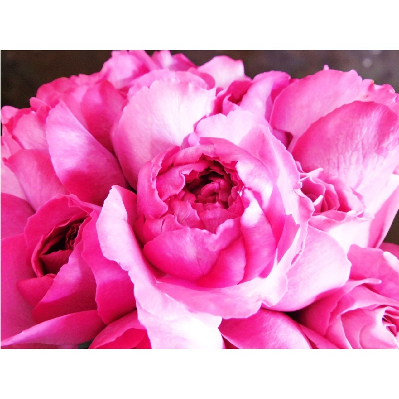 コピー：ギフト　季節の生花　フラワーアレンジメント　Mサイズ