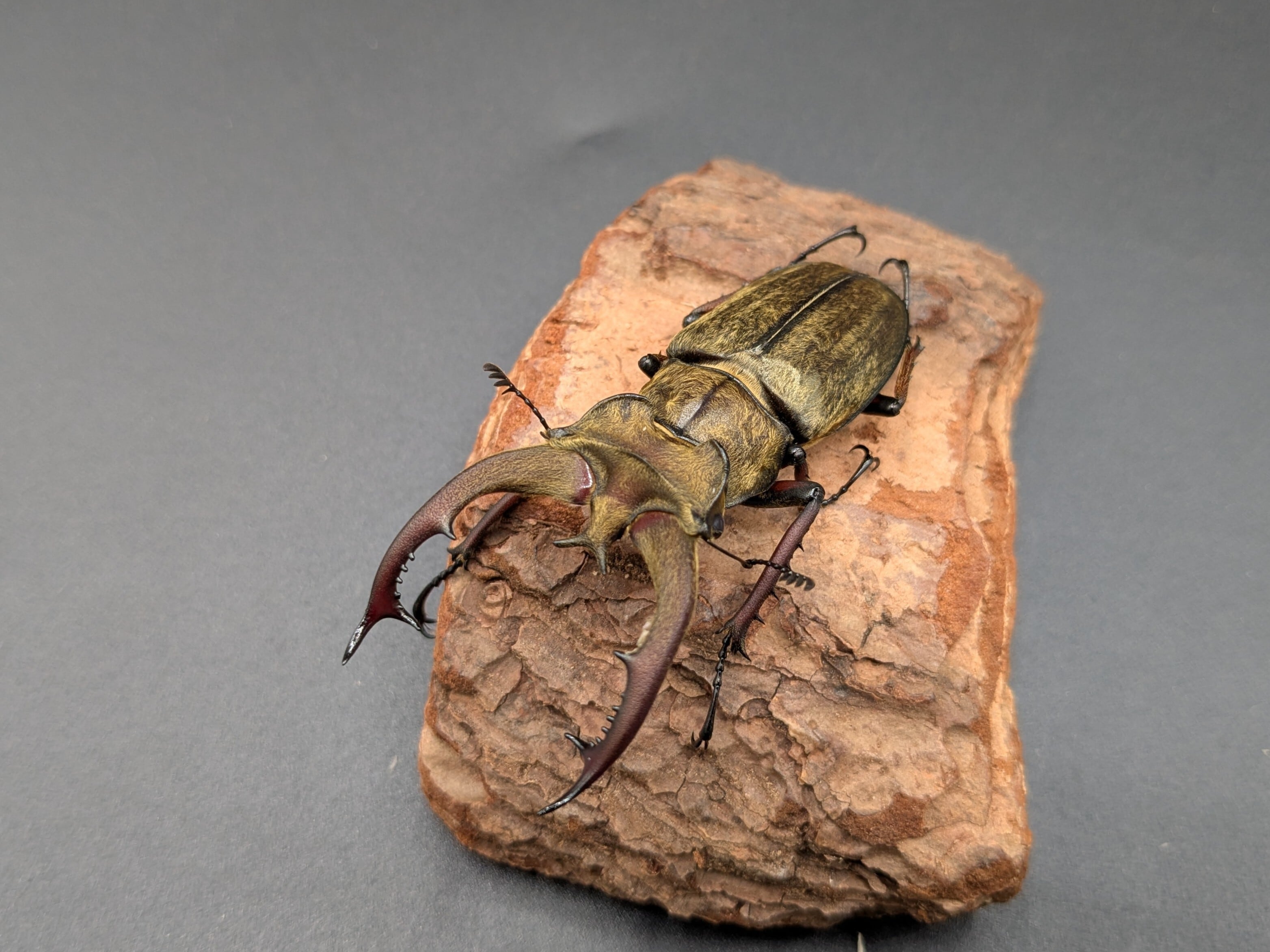 ルニフェルミヤマ ♂63mm♀41mm