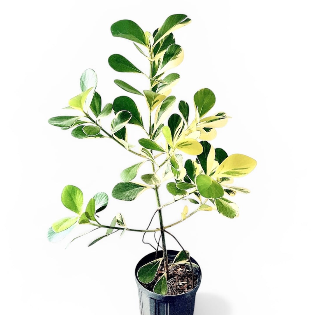 クルシアロゼアプリンセス 初めての方にもおすすめ 観葉植物 calm cafe クルシアロゼアプリンセス 初めての方にもおすすめ 観葉植物 calm cafe