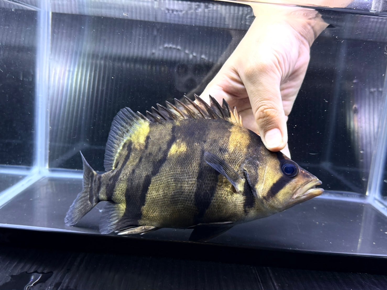 ダトニオ リアルバンド シミあり 第一回 ダトニオリアルバンド シミ調査報告？ | 30代リーマンの大型魚