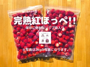 【送料込】冷凍紅ほっぺ2kg ☆ 朝どれ完熟いちご