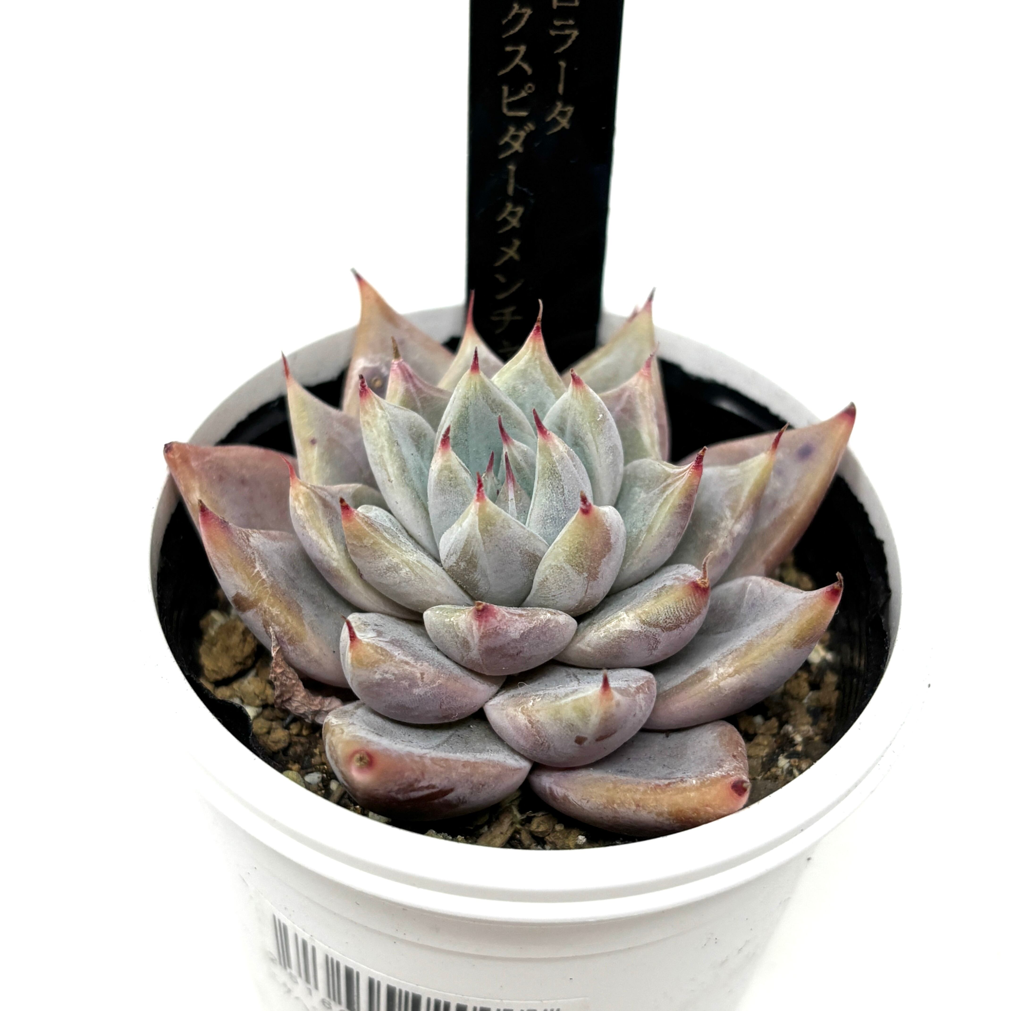 AJ多肉さん苗 エケベリア コロラータ × クスピダータメンチャカ【795】