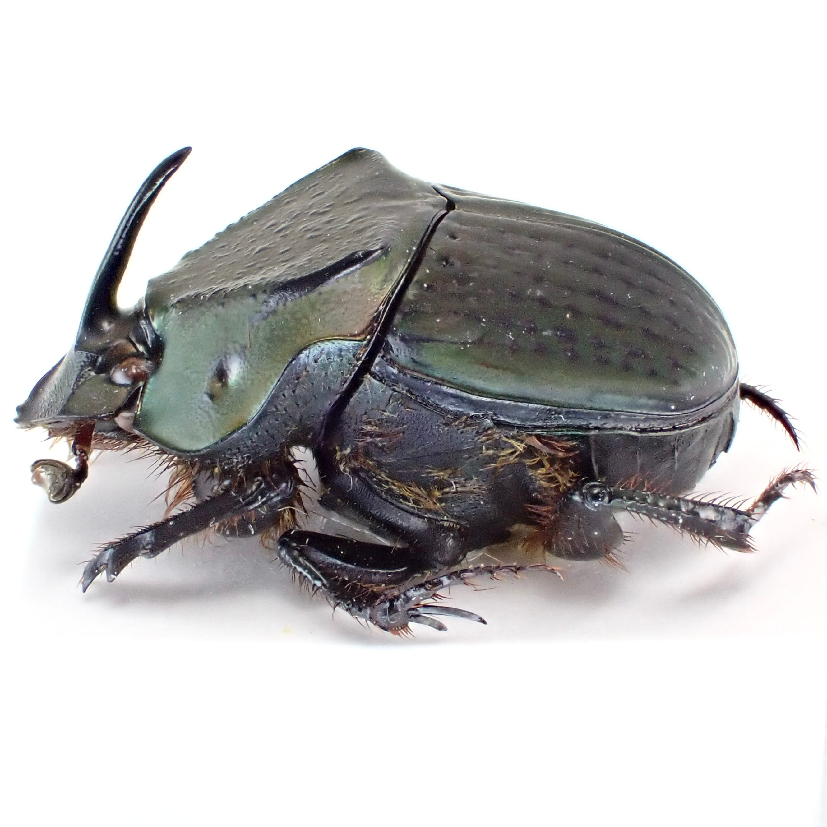 ペルー産 Phanaeus cambeforti ♂♀ 15mm/15mm | 昆虫標本 Diggers