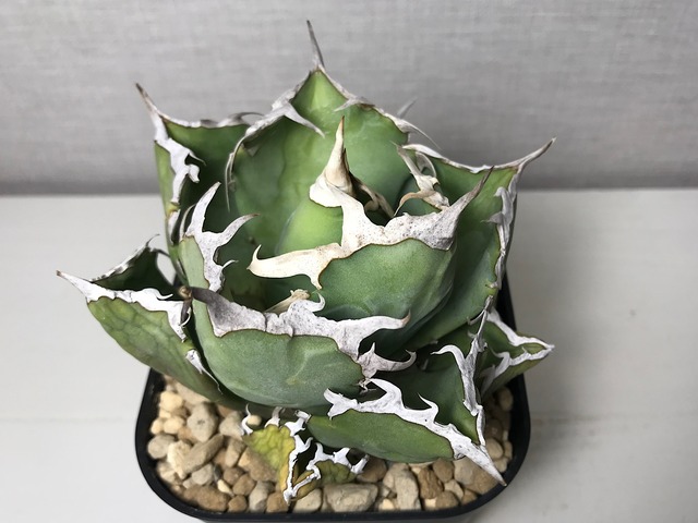 アガベ チタノタ ’蟹’